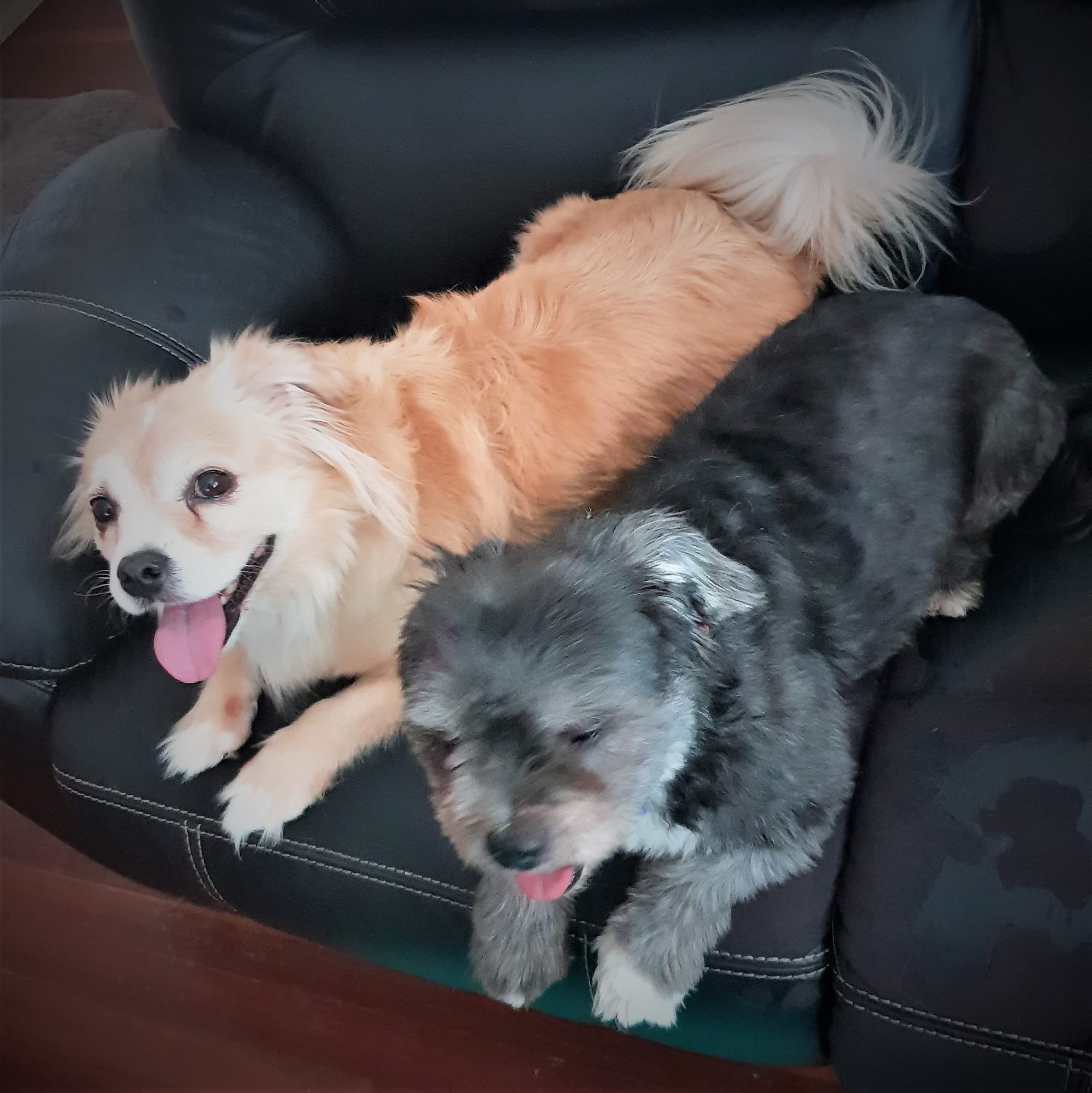 Lovely canine babies, Henry & Dozer