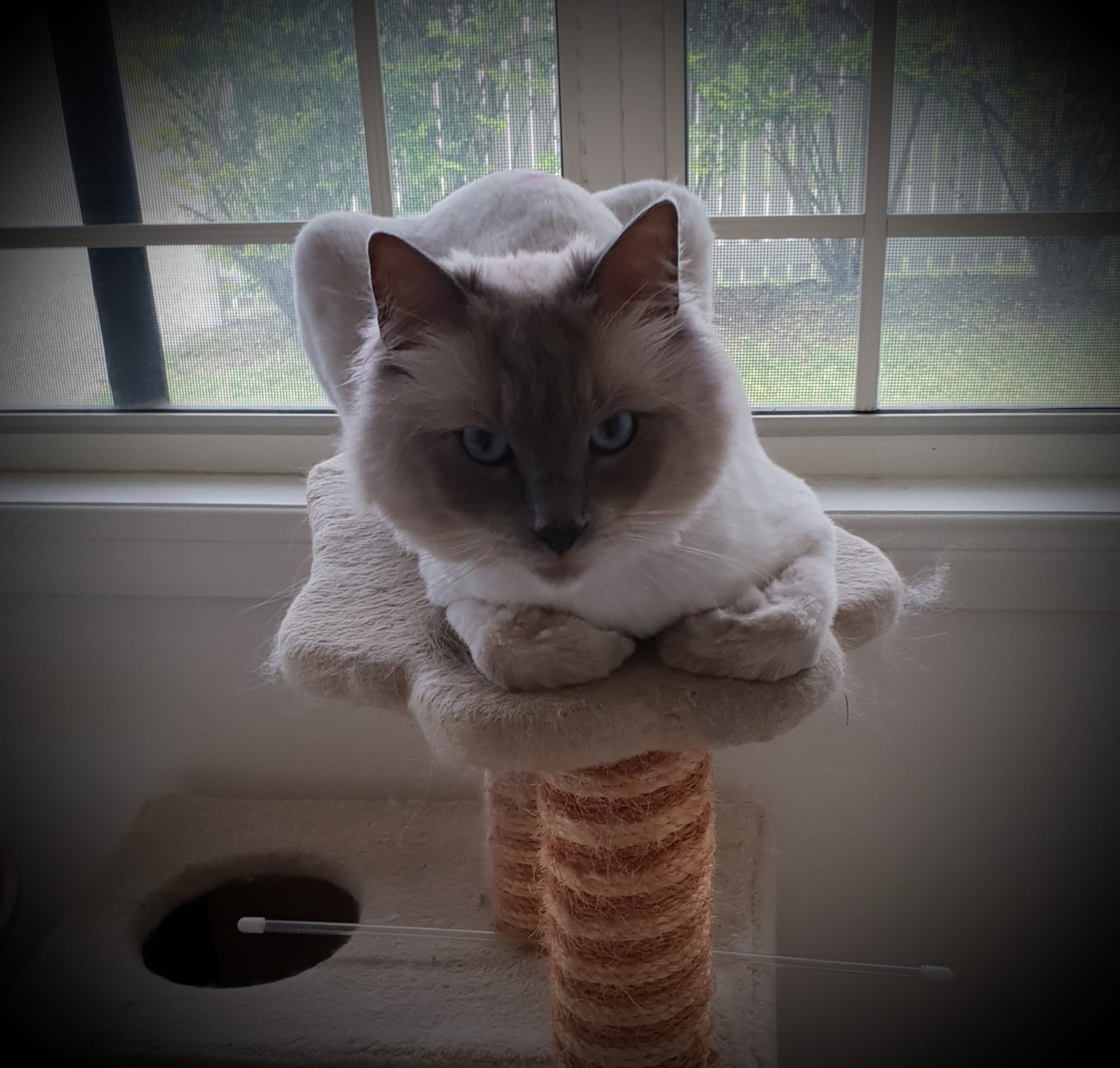 Snowball, the king of the castle