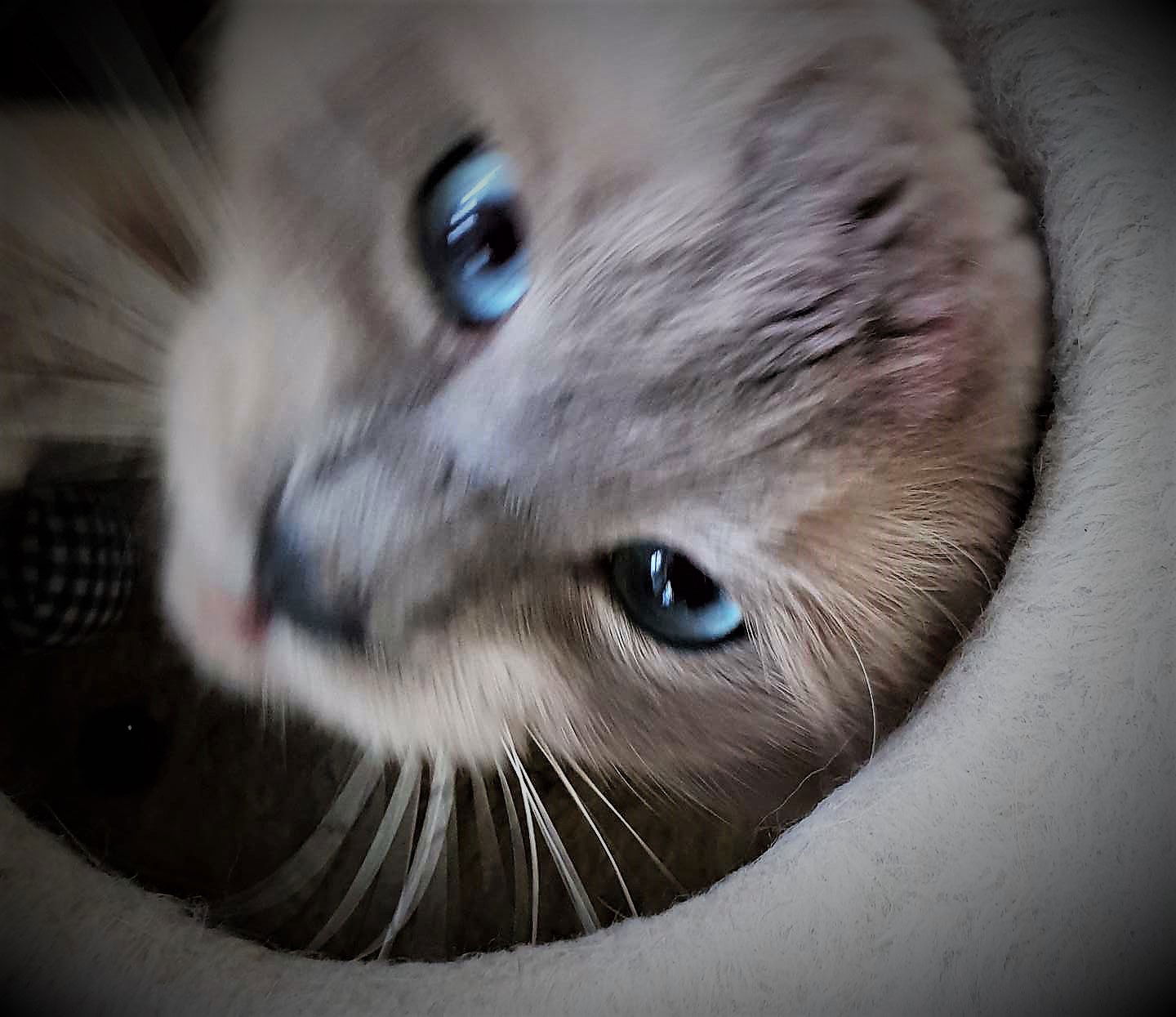 Snowball likes to play in the condo