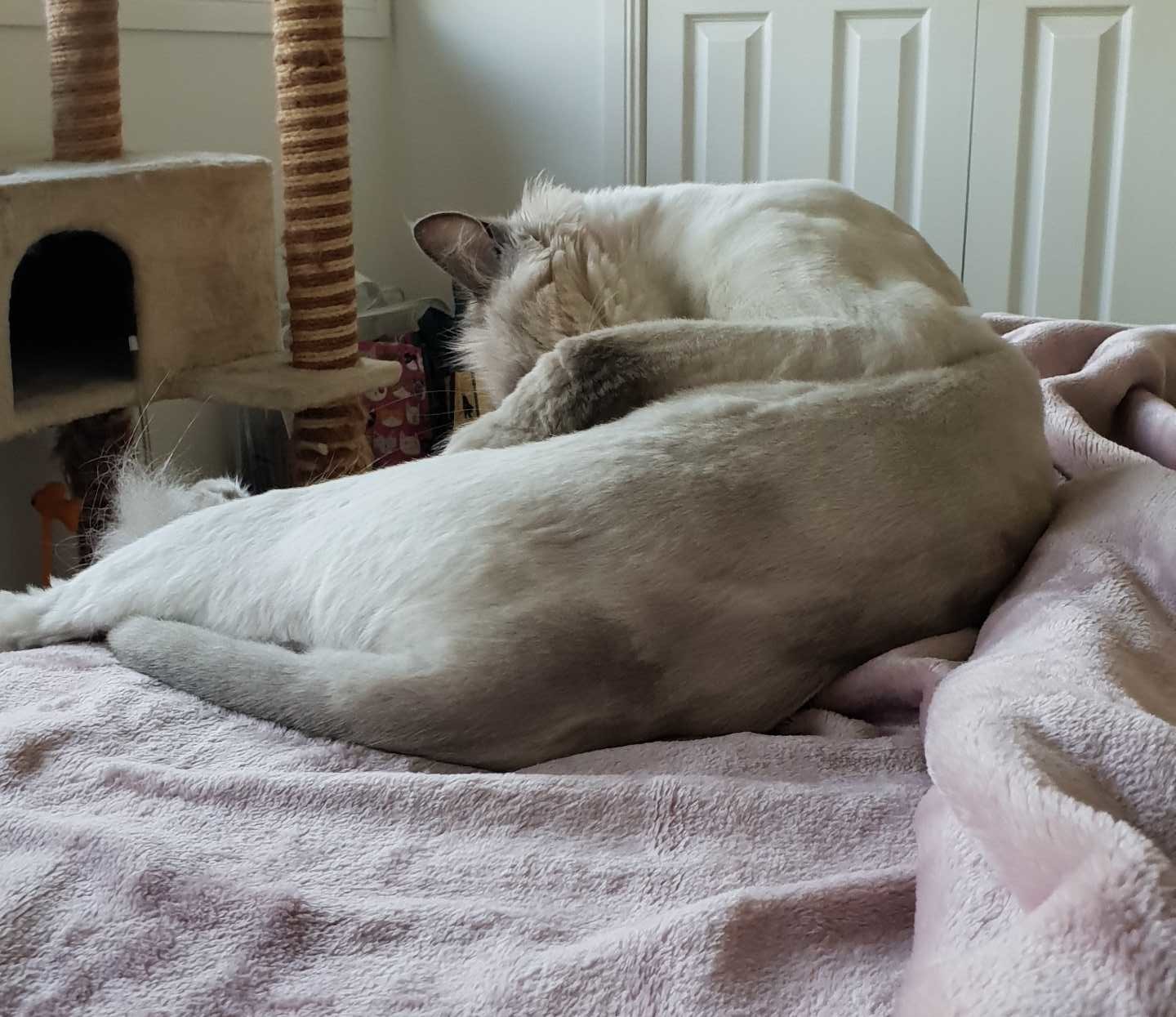 Snowball prefers to have shower before bedtime