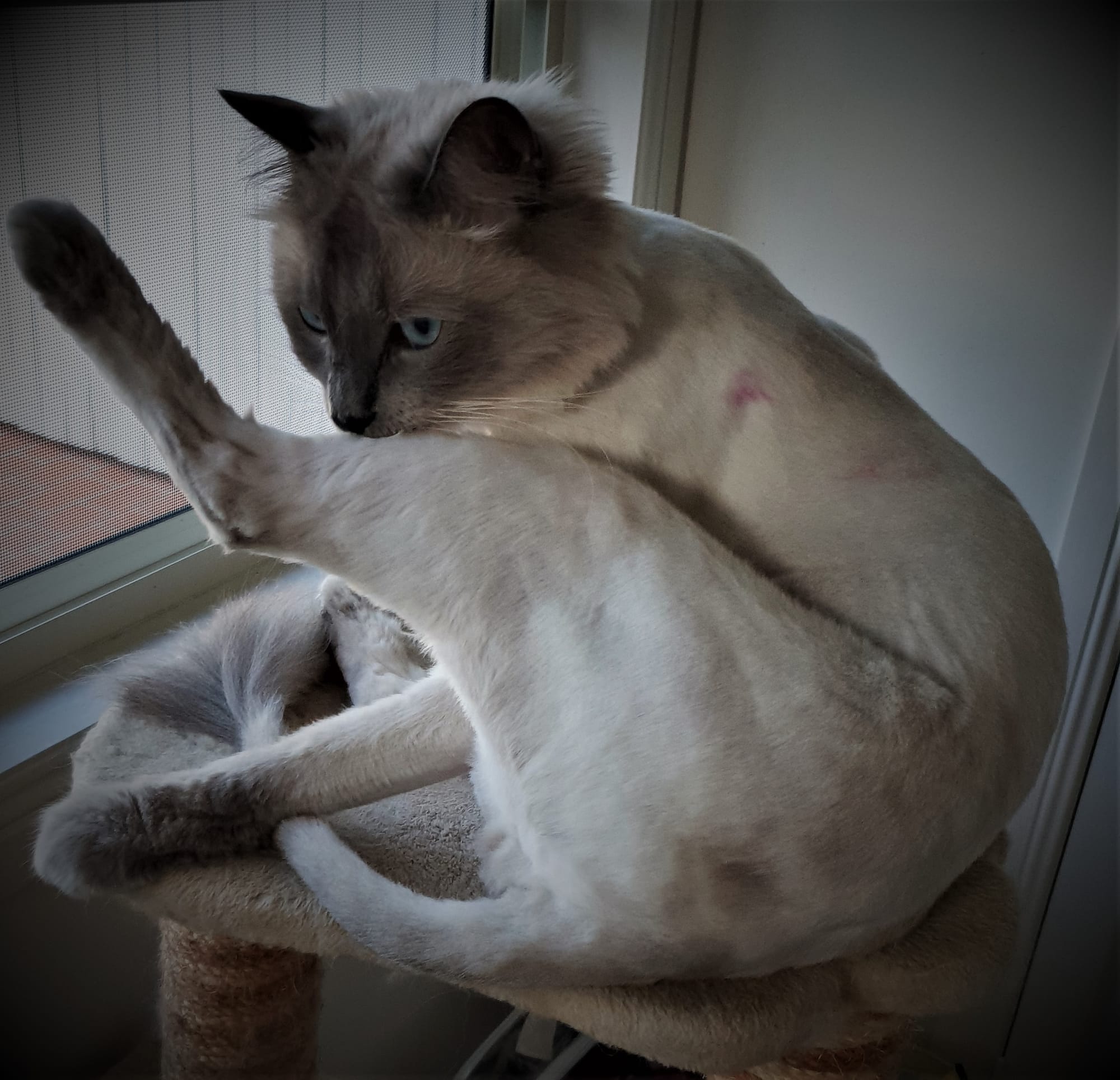 Snowball is proud of his regular personal grooming, day or night