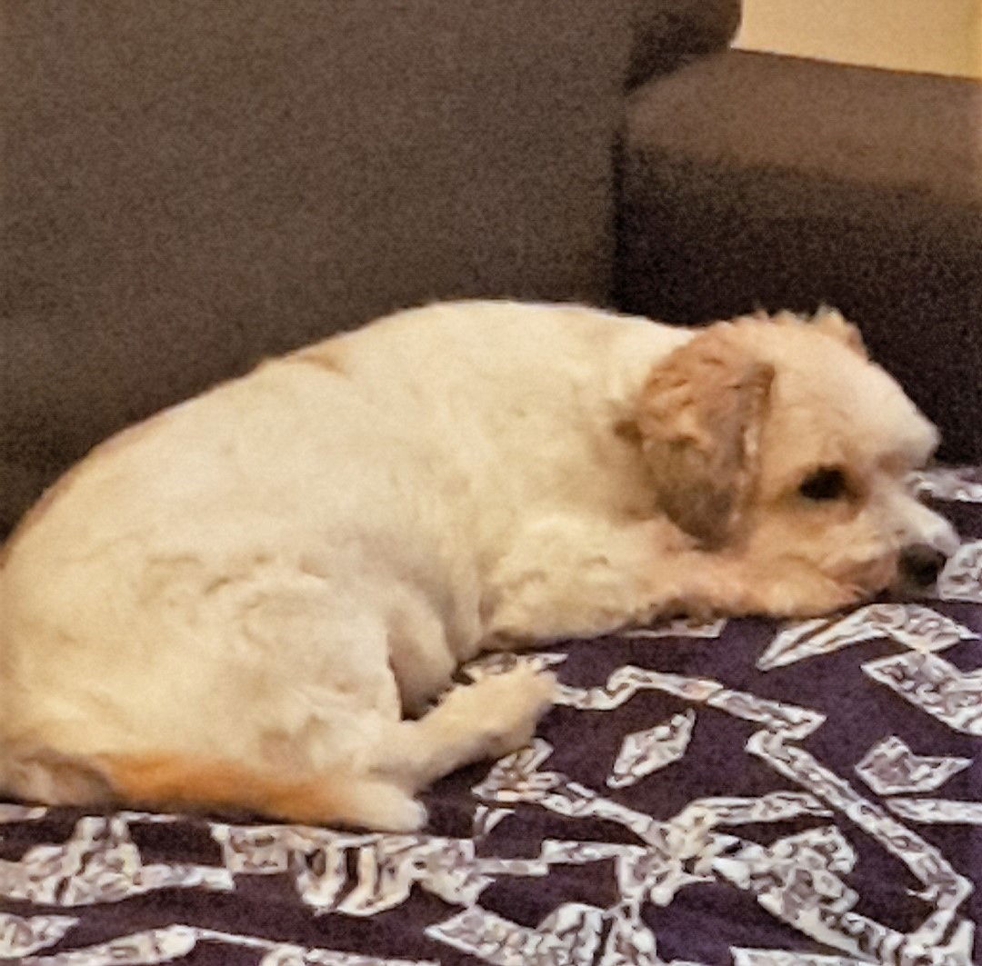 Harry is having a rest, he's an old little gentleman, needs more of his beauty sleep