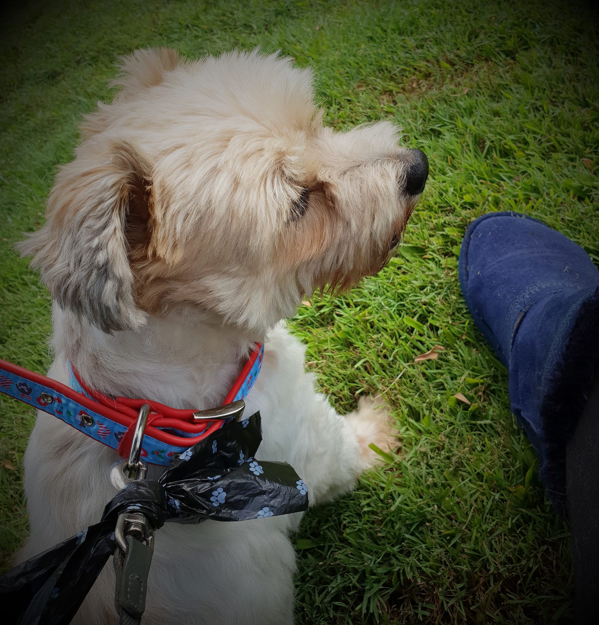 Harry on his short walk