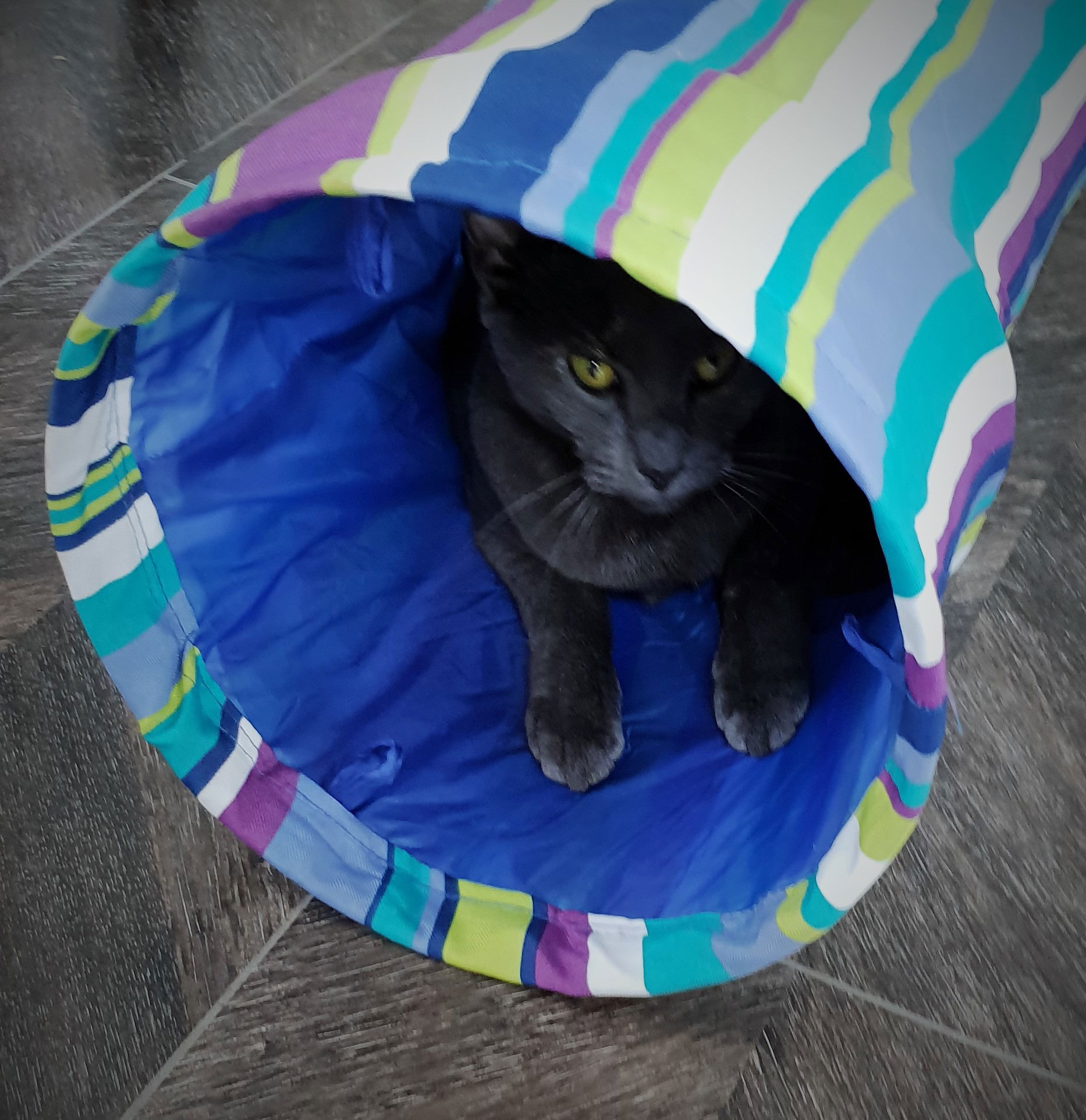 Esme in her cat tunnel - RIP Esme