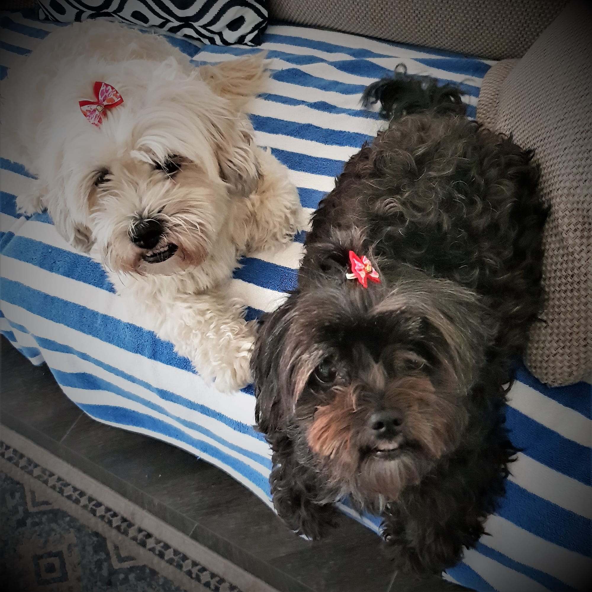 Peaches & Barney pampered by the pet sitter with shower & personal grooming