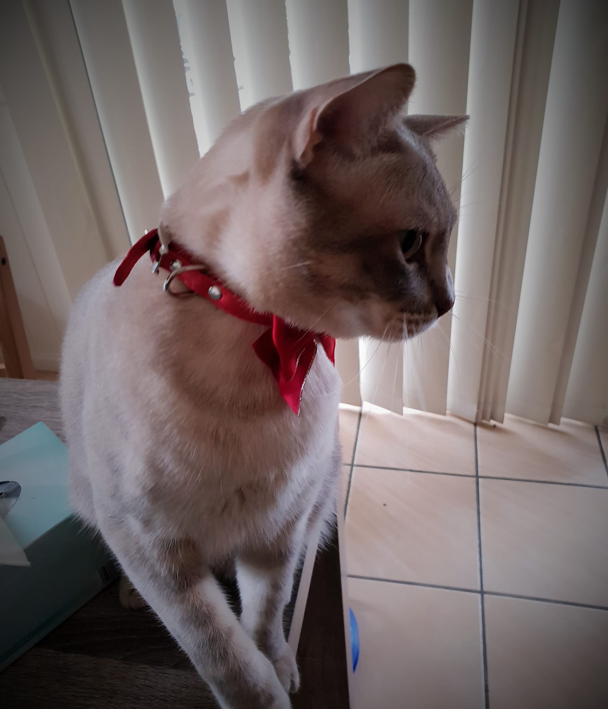 I am a very cute cat, says Nomi