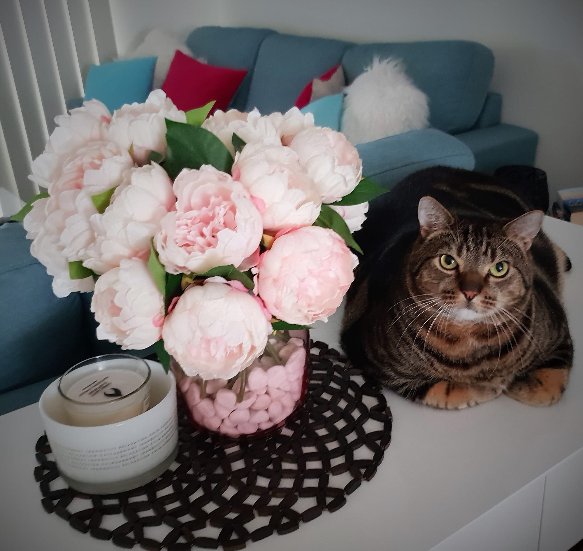 Picture perfect Chubbsy