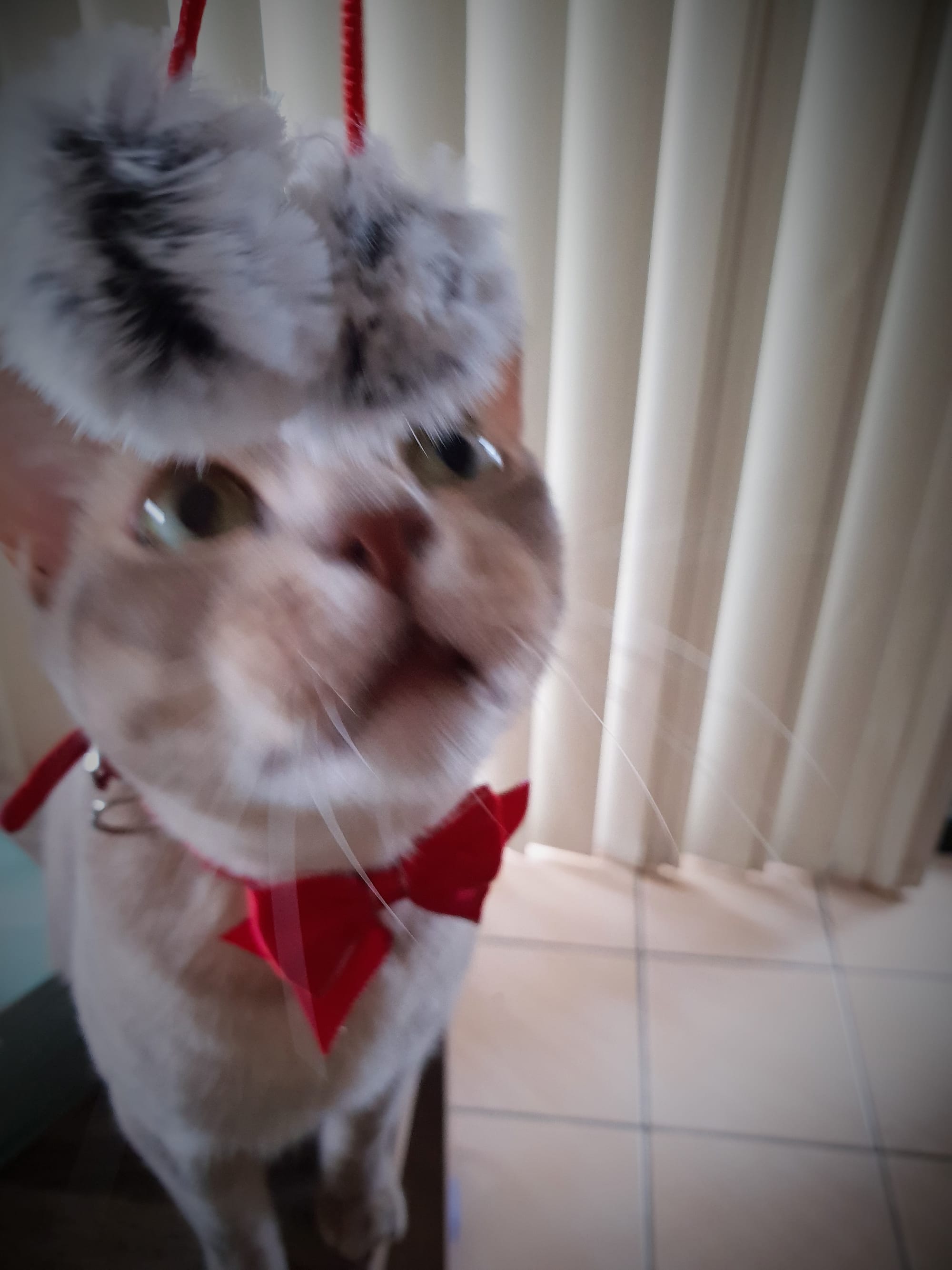Let's play with the x-mas toy