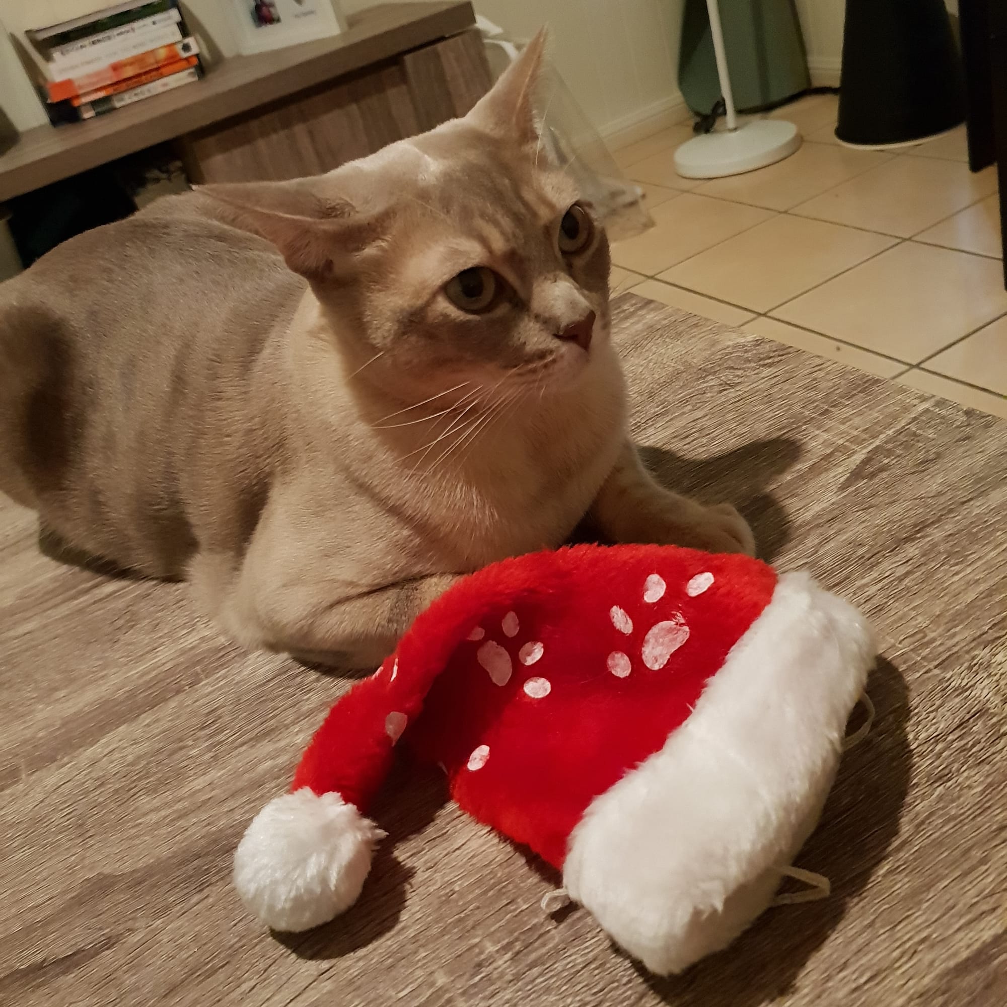 I know that Santa hat is only a prop