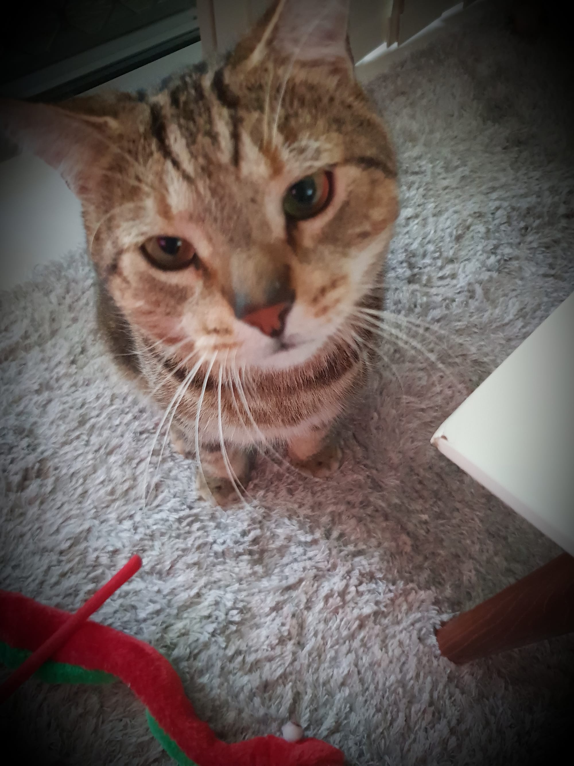 Can I have what you are having for lunch?