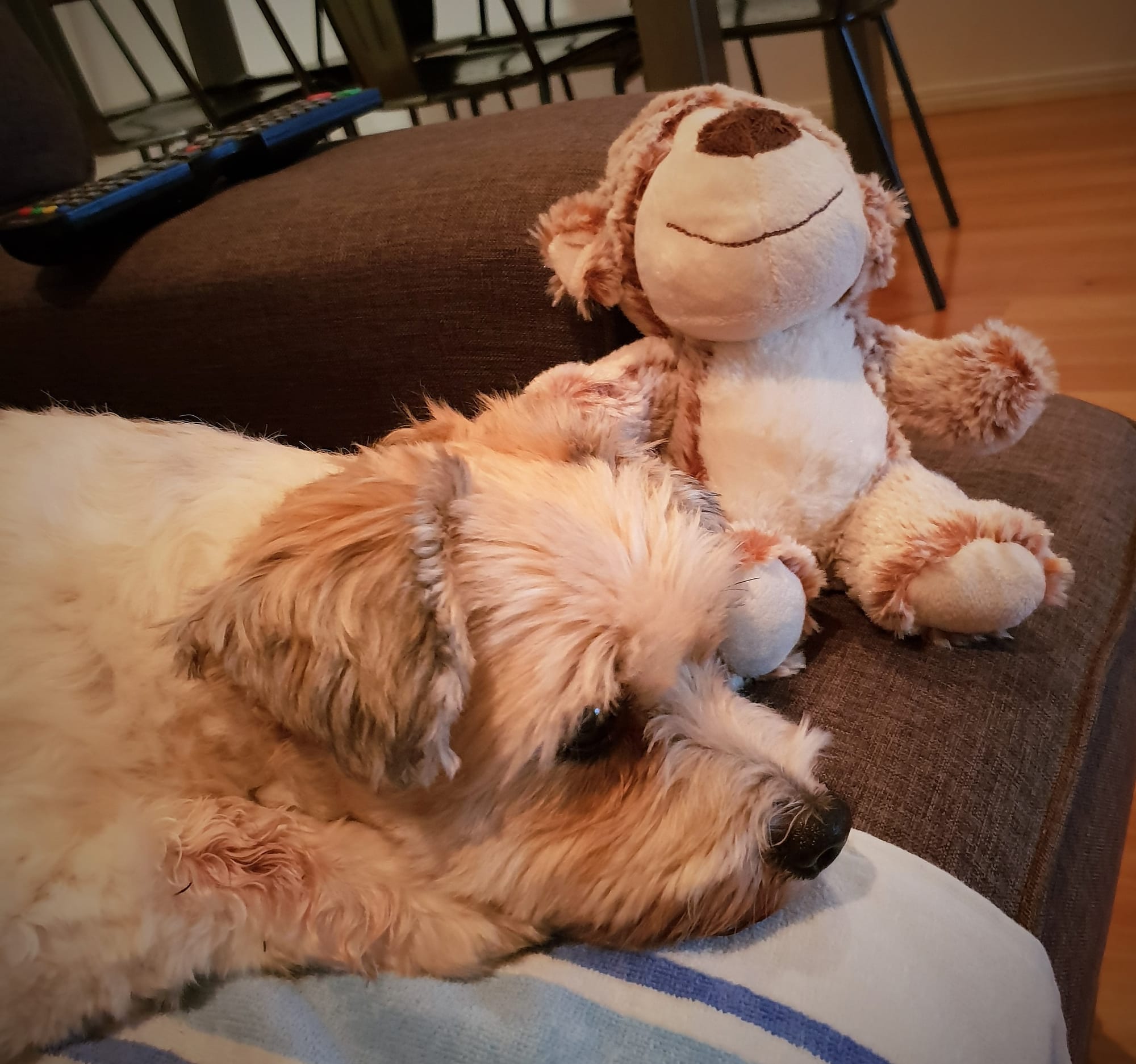 Harry with his new body, Momo