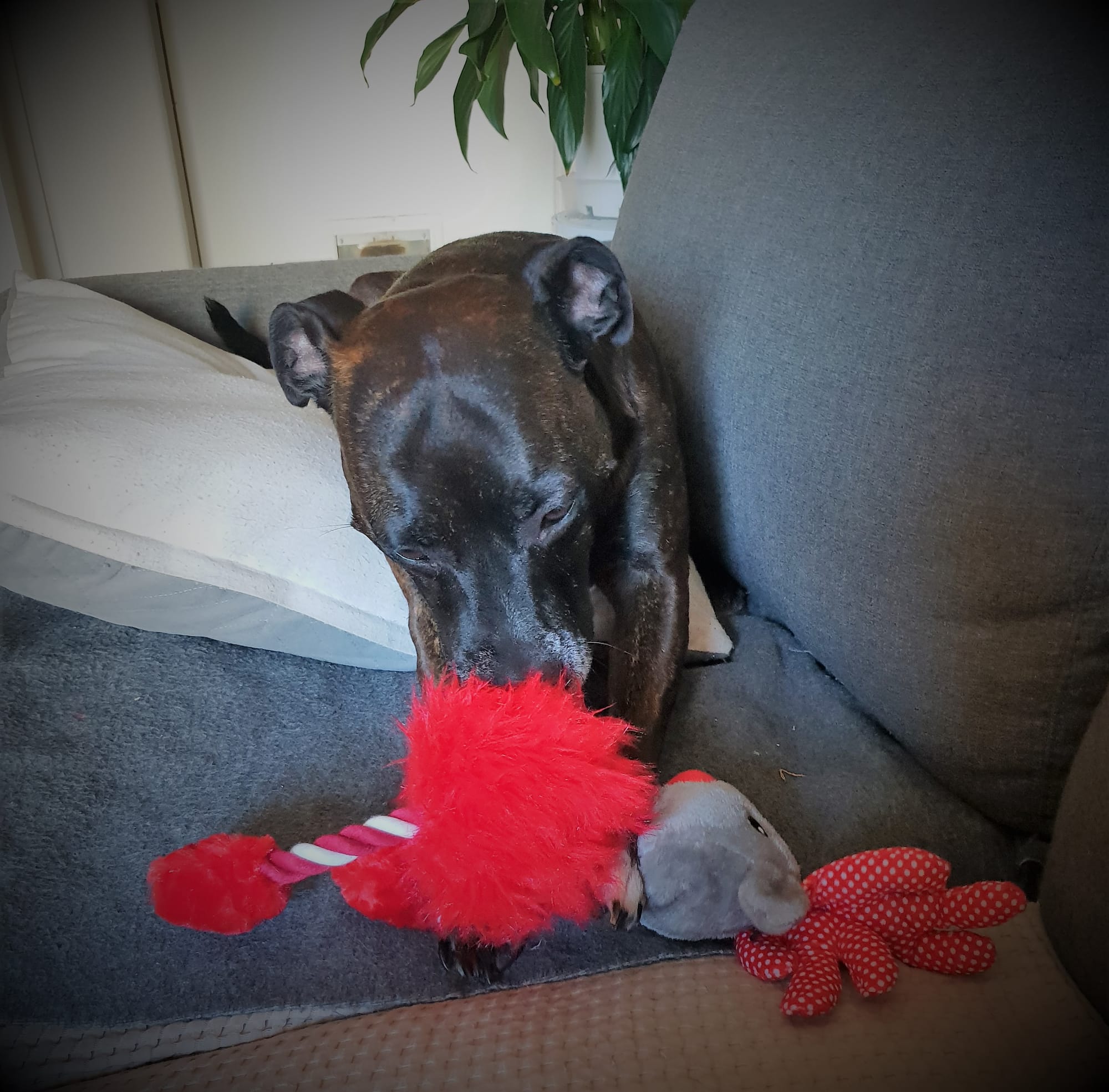 Taj with his x--mas toy