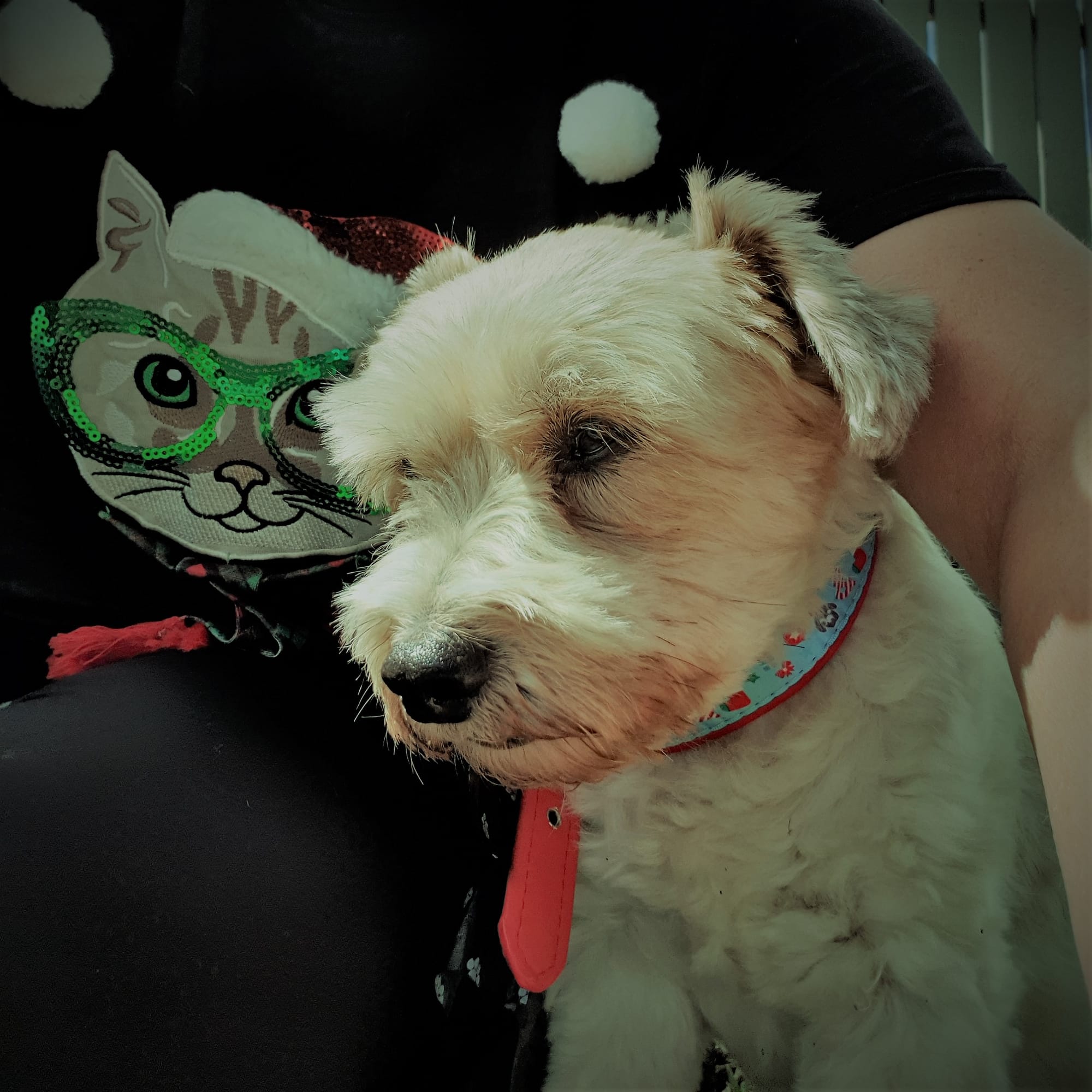 Who said that cats & dogs don't get along?