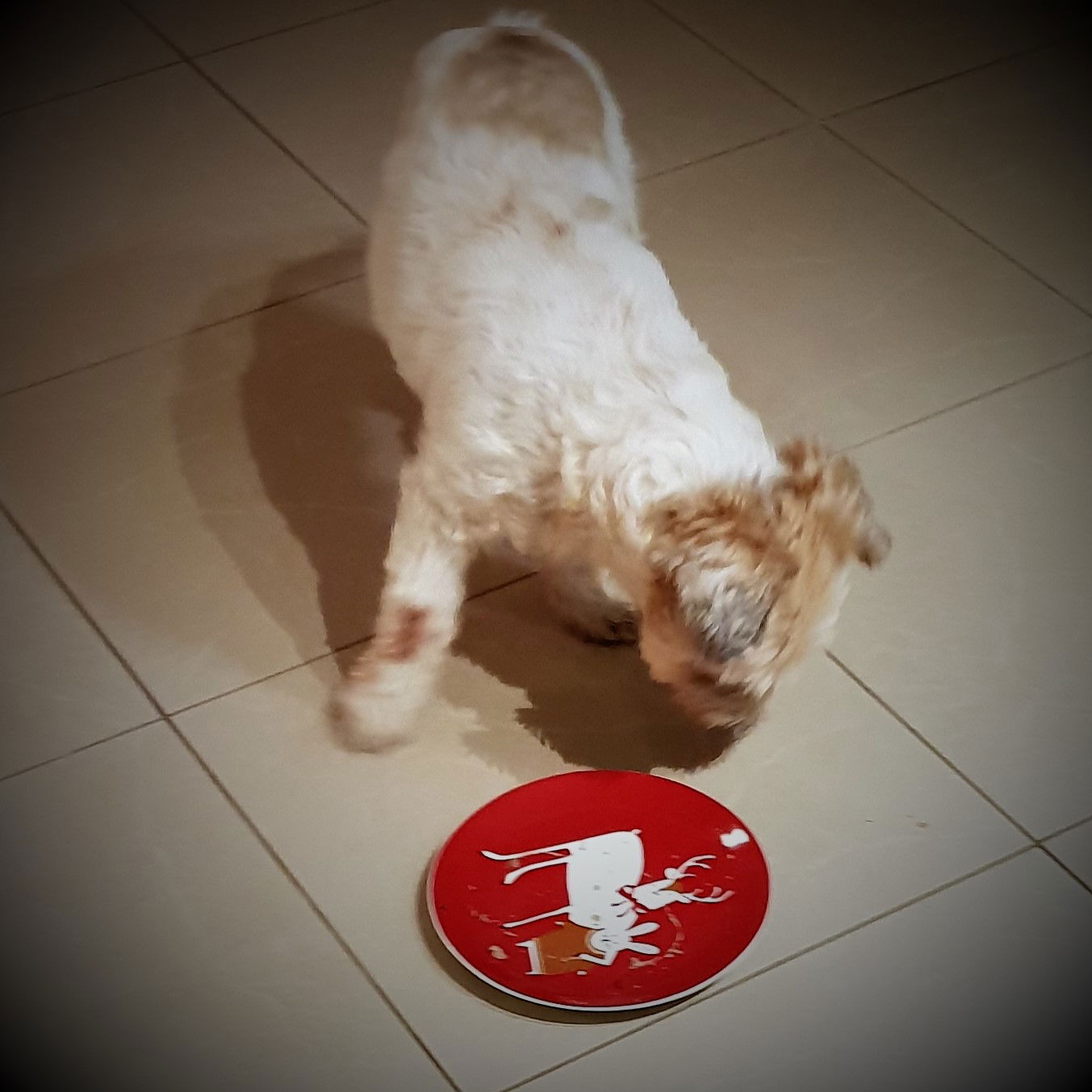 Harry's Christmas lunch in festive setting