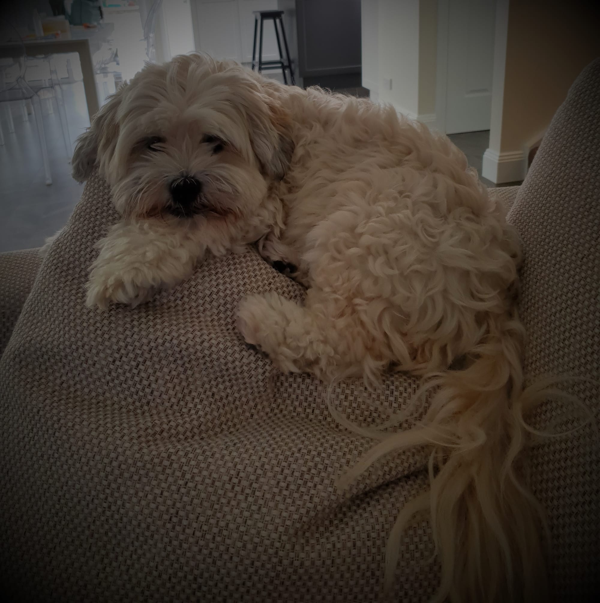 Peaches, the living rag doll