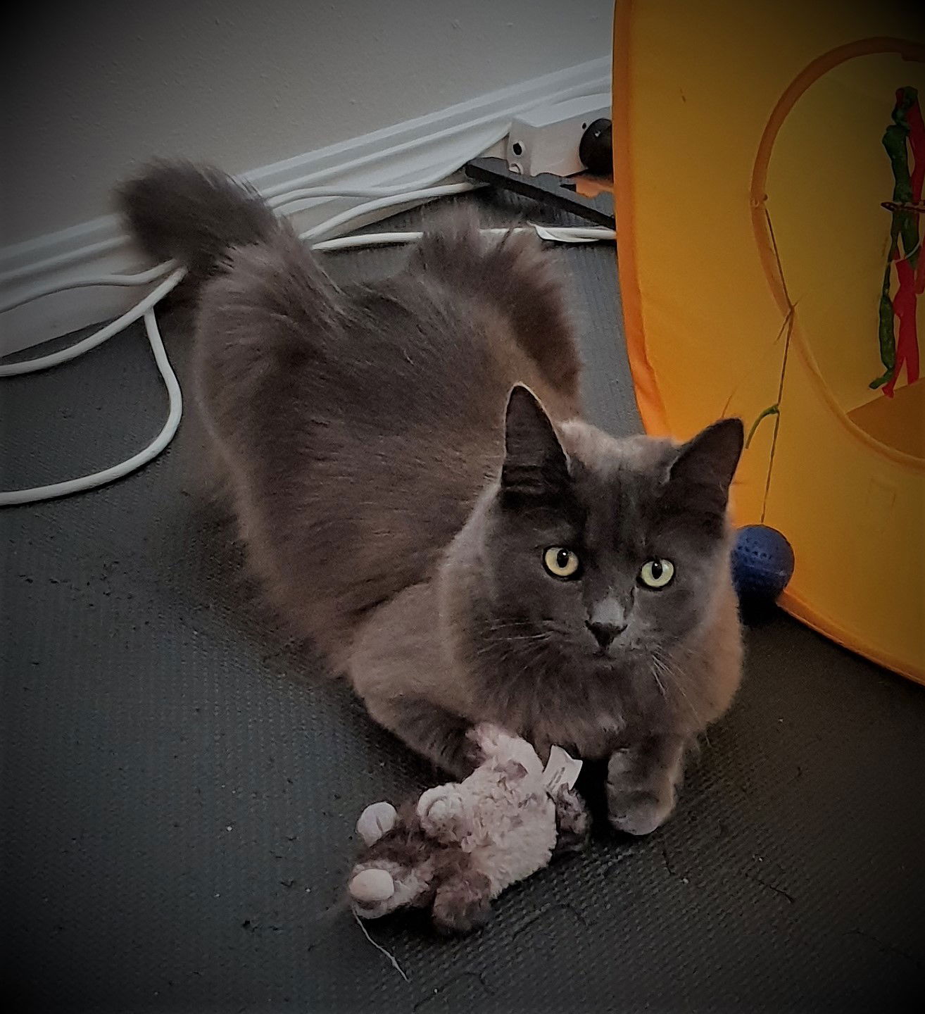 The playful Loki ready for action