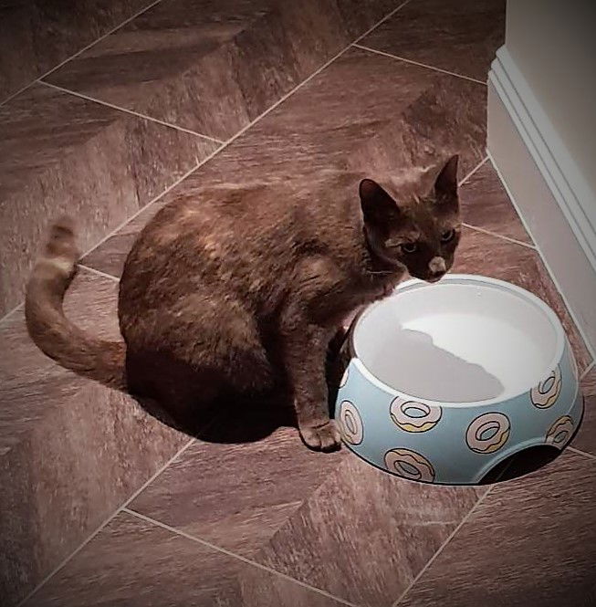 Don't tell the dogs that am drinking from their bowl, says Esme - RIP Esme