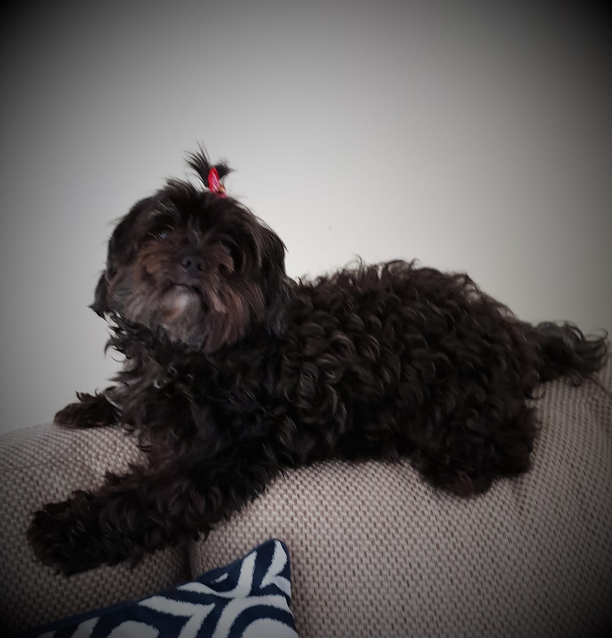 Am not much bigger than a cat, but much cuter