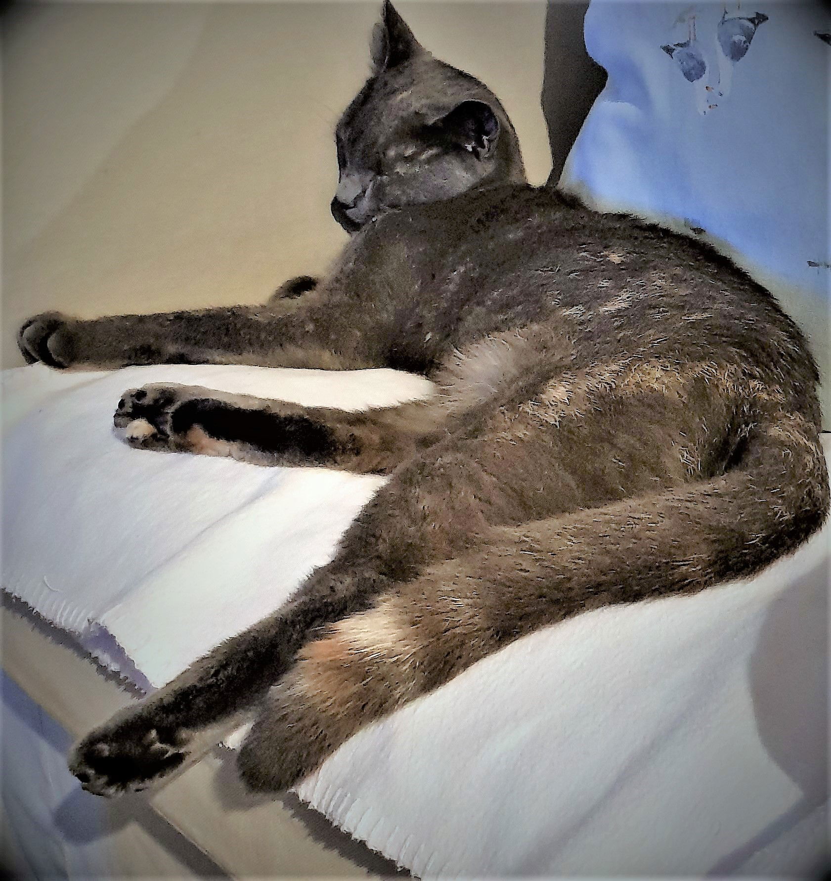 Catnap in comfort - RIP Esme