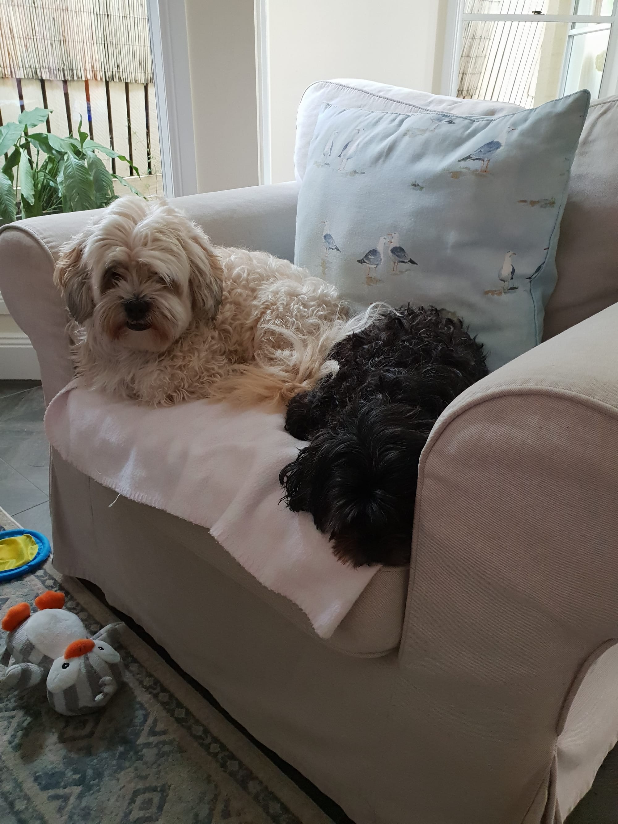 Barney & Peaches sharing the lounge