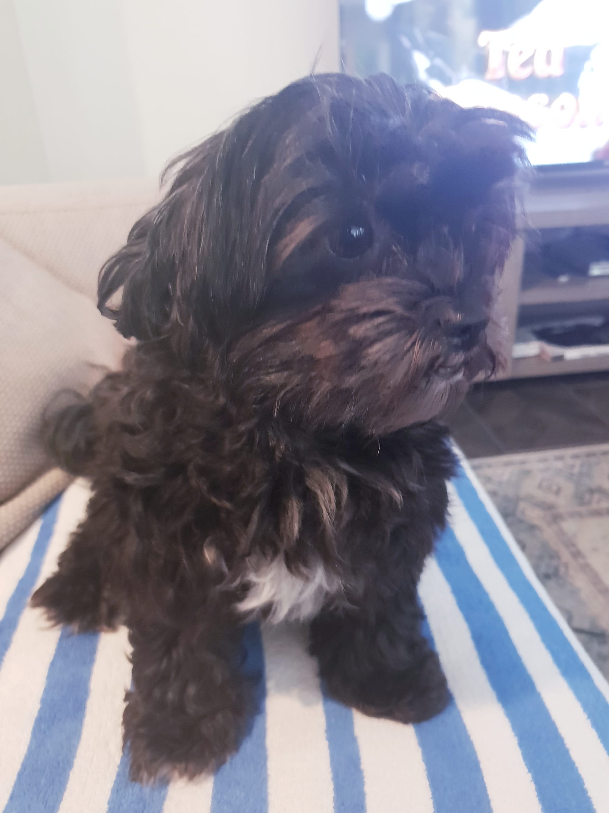 Barney with her white bowtie