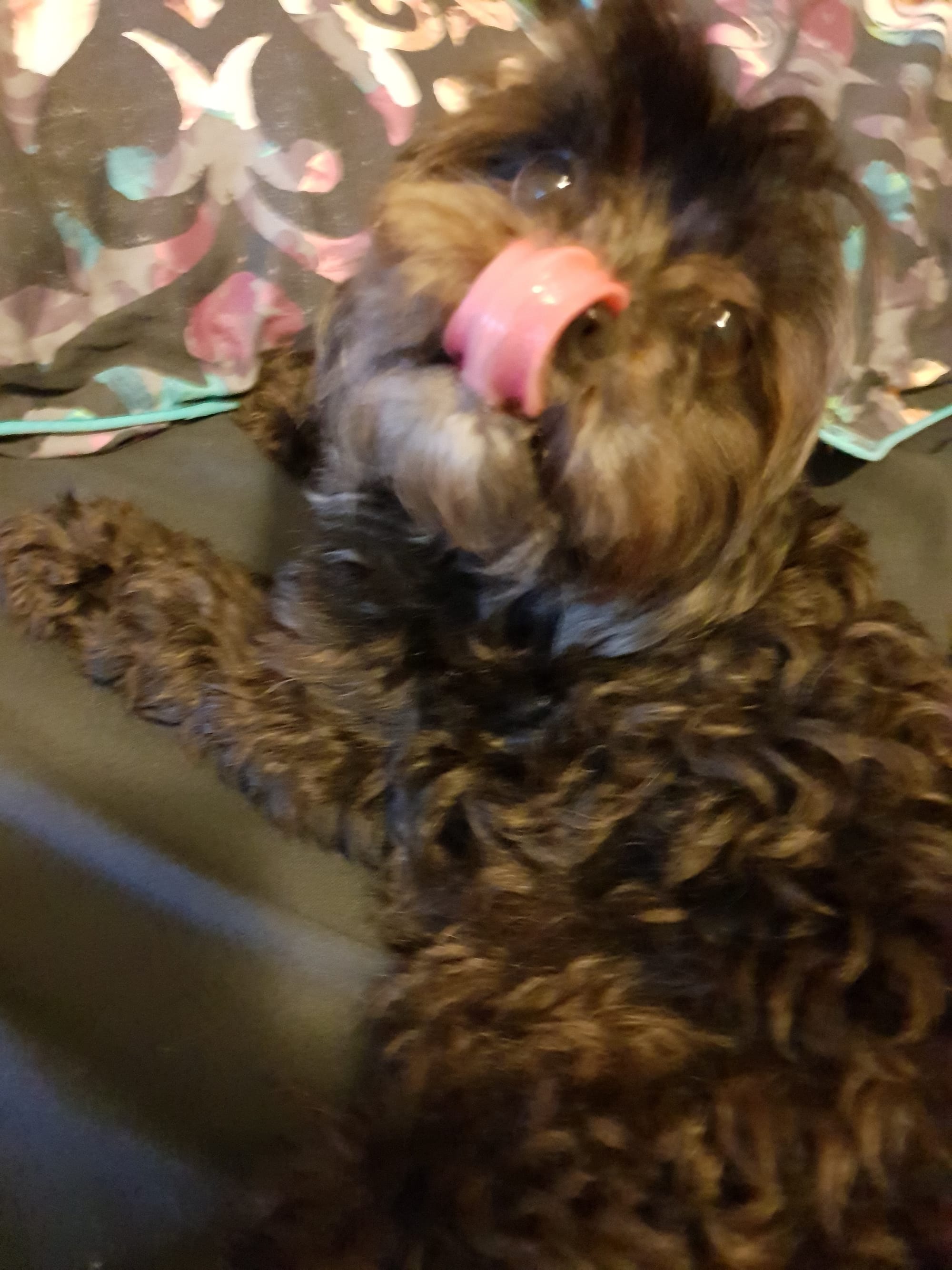 Who could resist this cute little face with the pink tongue