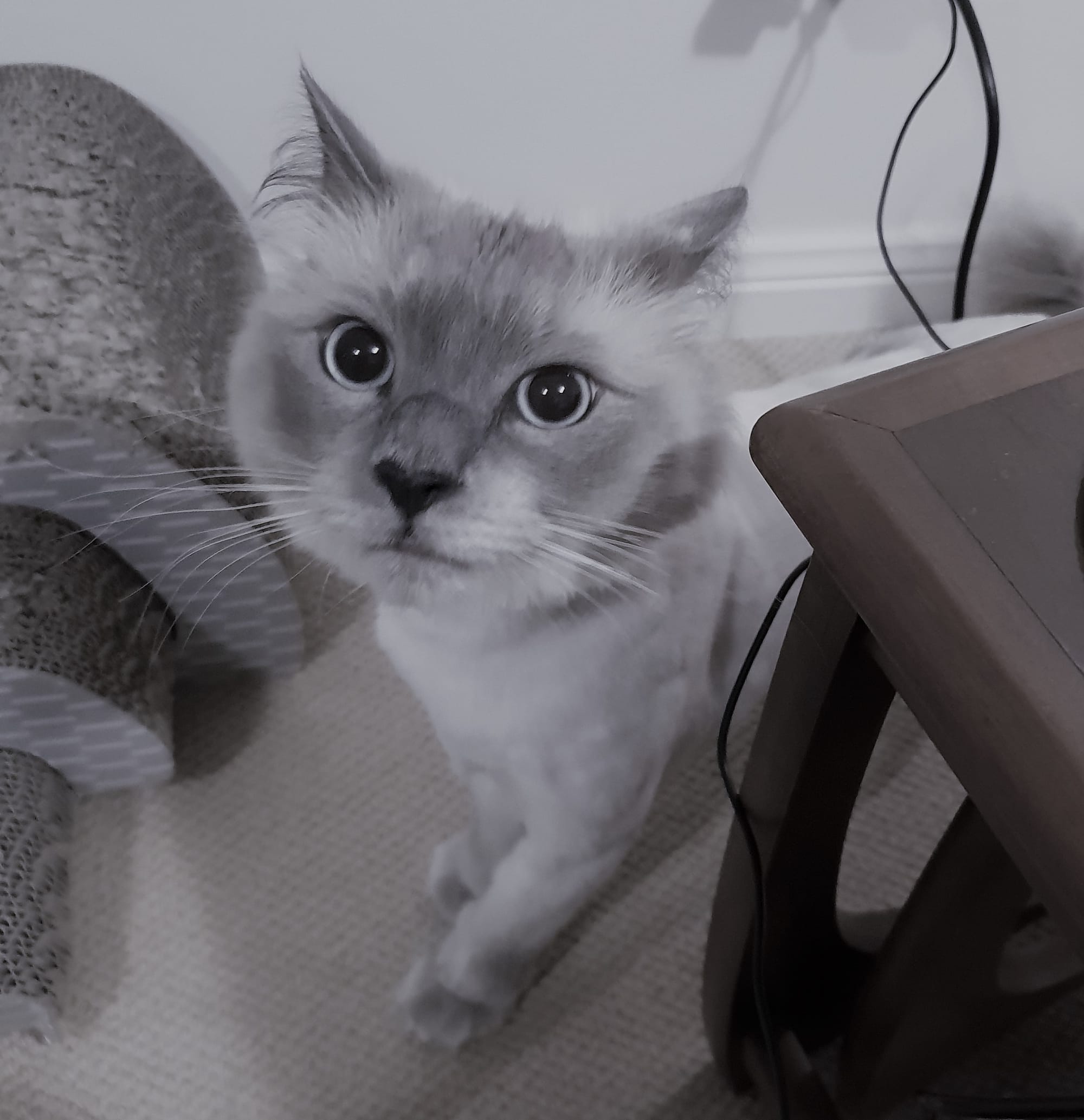 Am Curious, like a cat