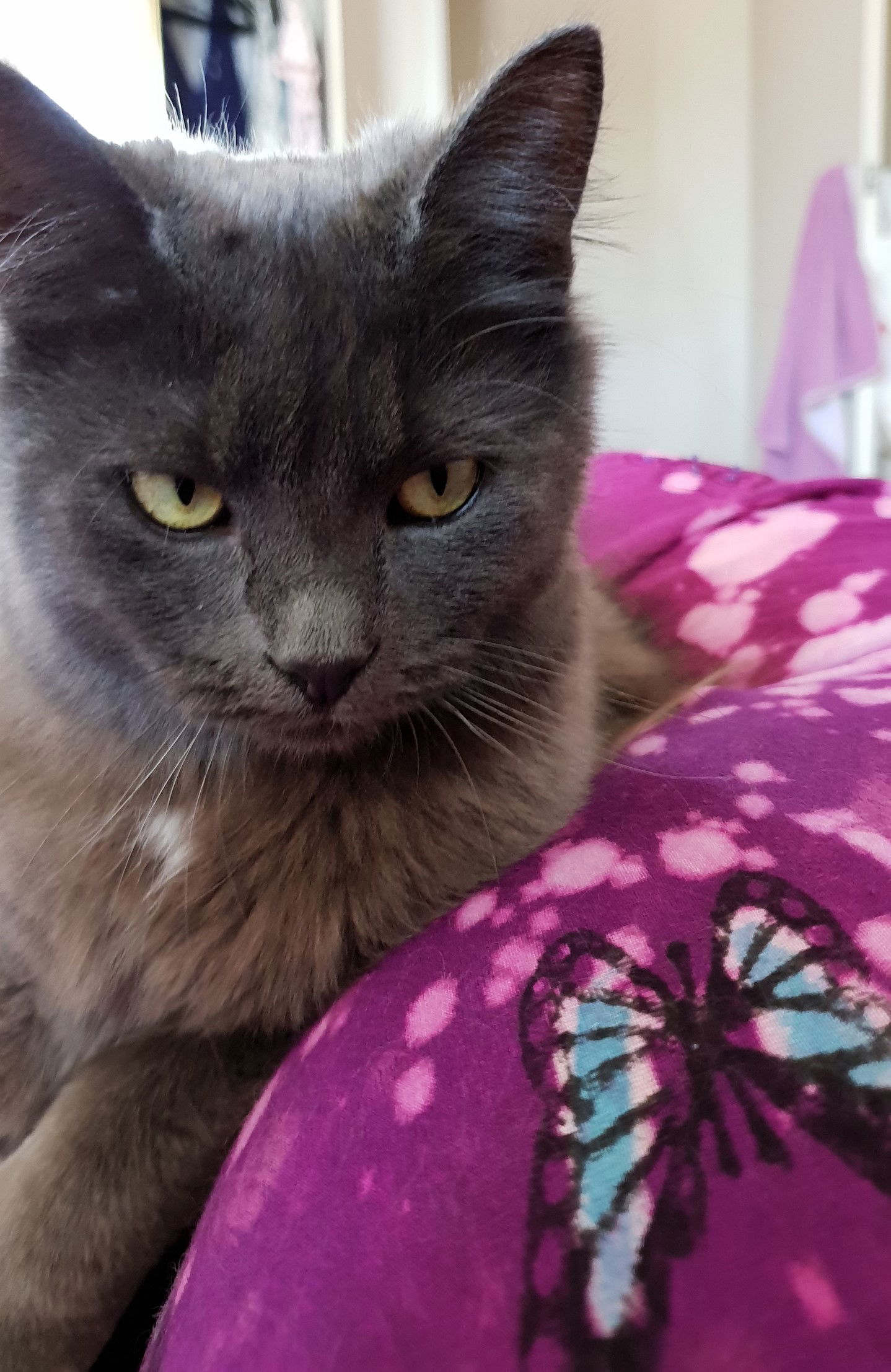 Loki, the affectionate boy