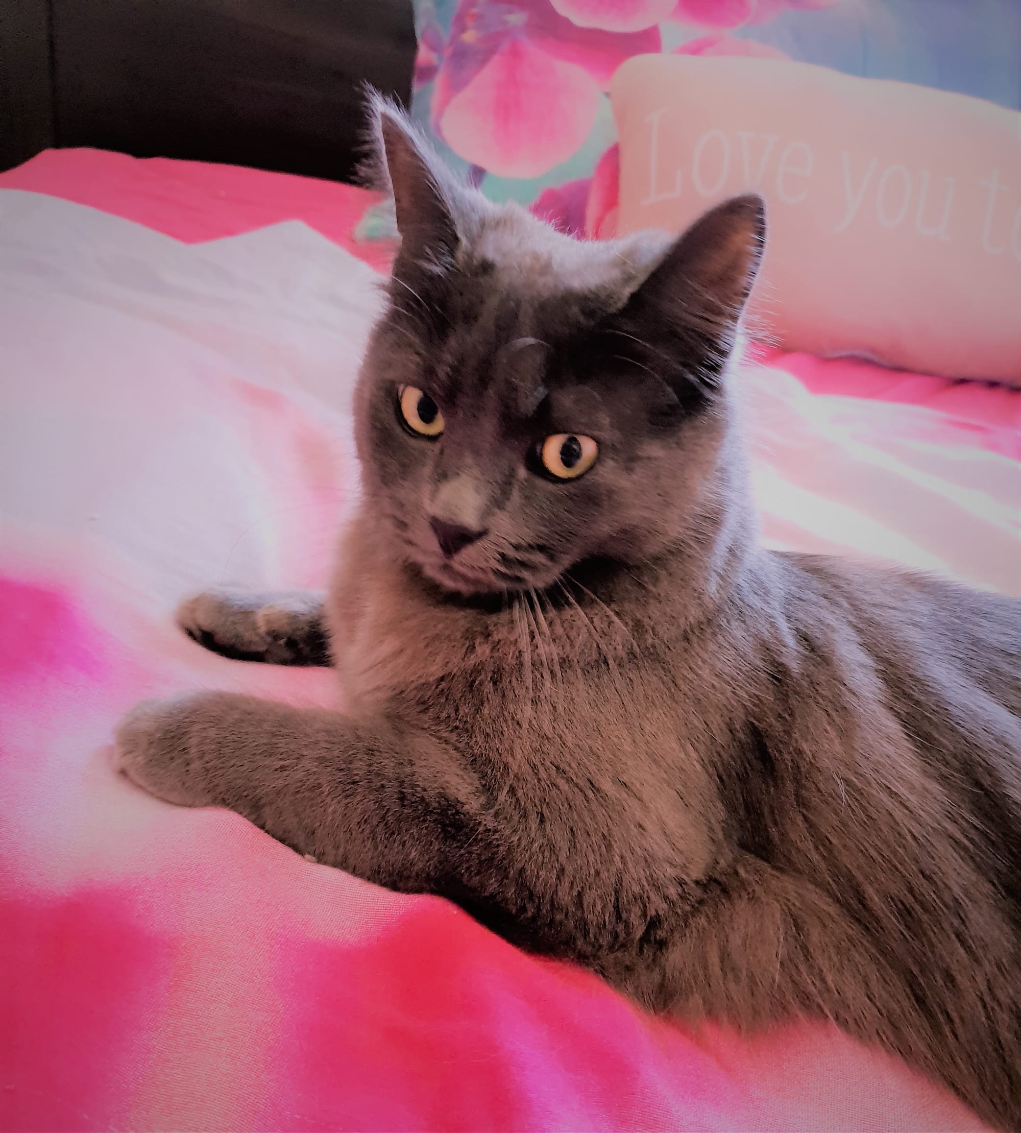 Loki caught by the camera