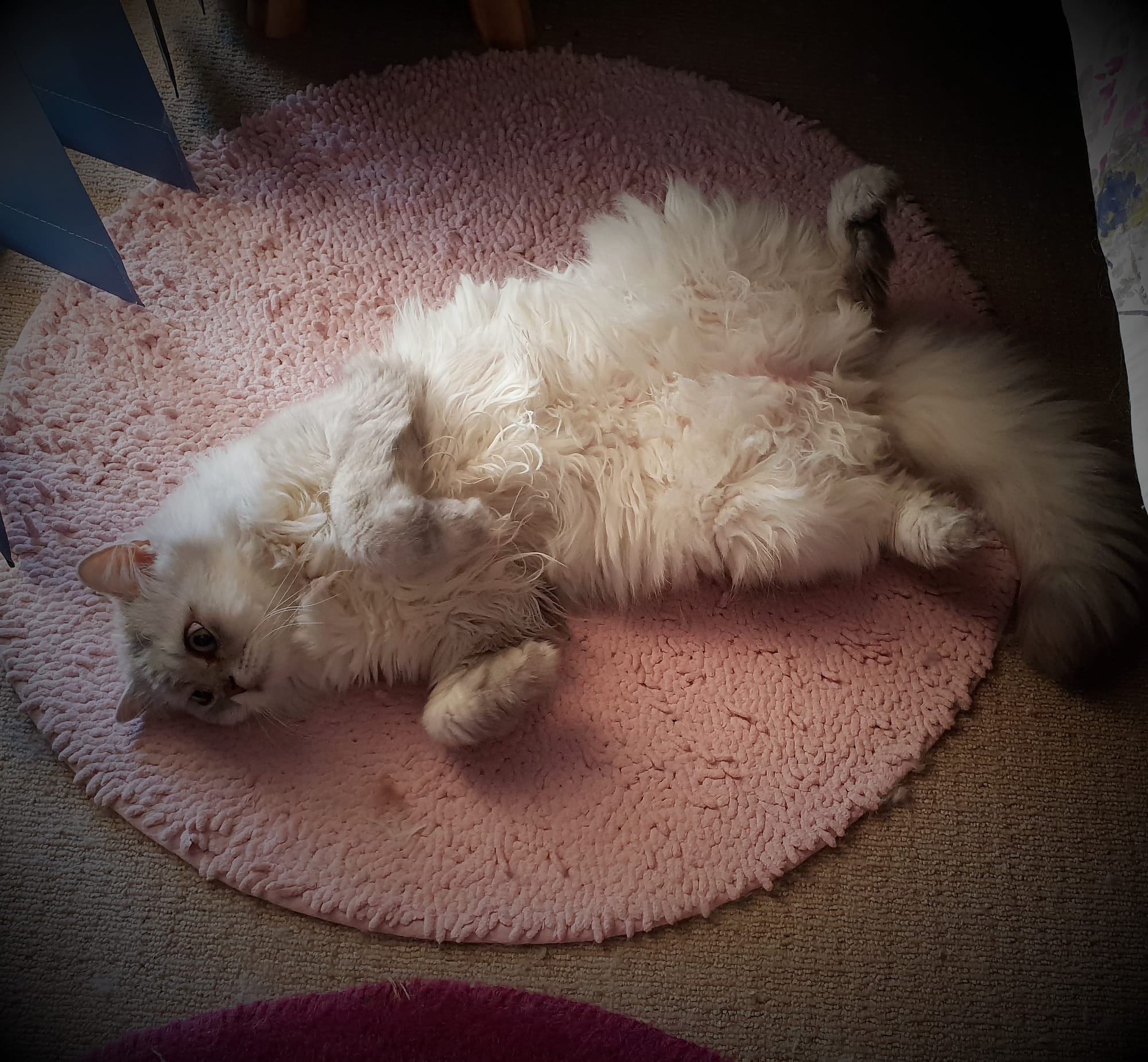 Bellamy feels very relaxed