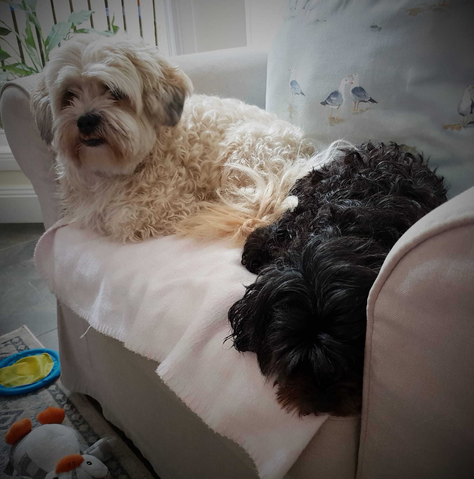 Barney & Peaches resting together