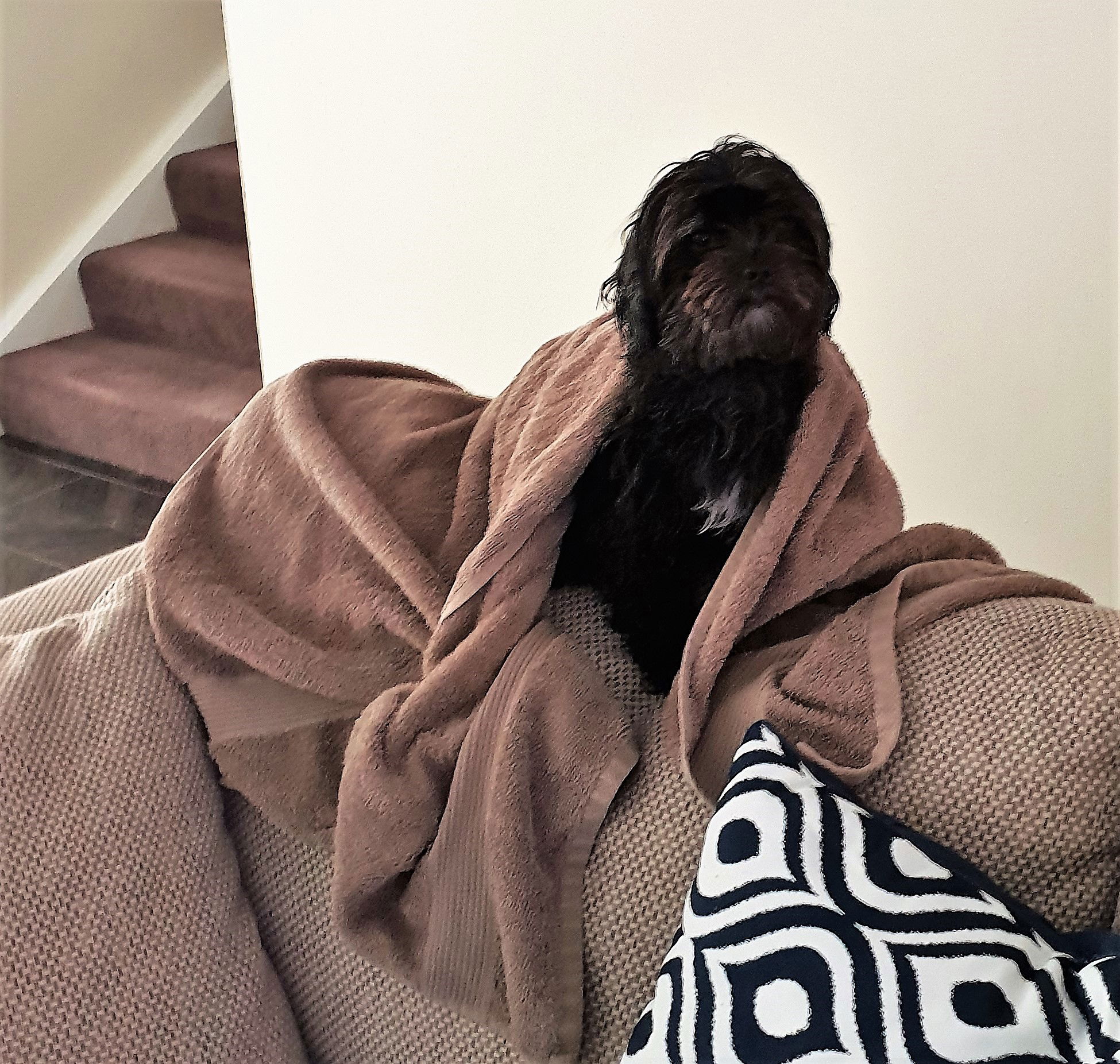 Barney after another shower