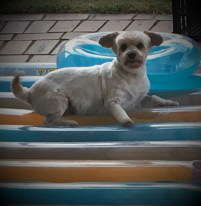 Harry is recovering from his "paw-reparation" relaxing in the pool area