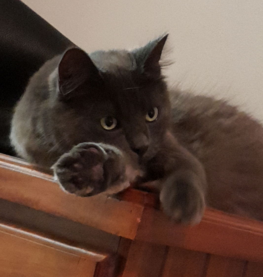 Am I simply Adorable?