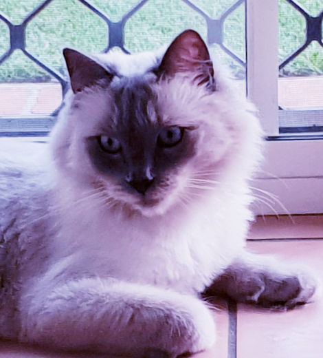 Am growing my winter fur coat...