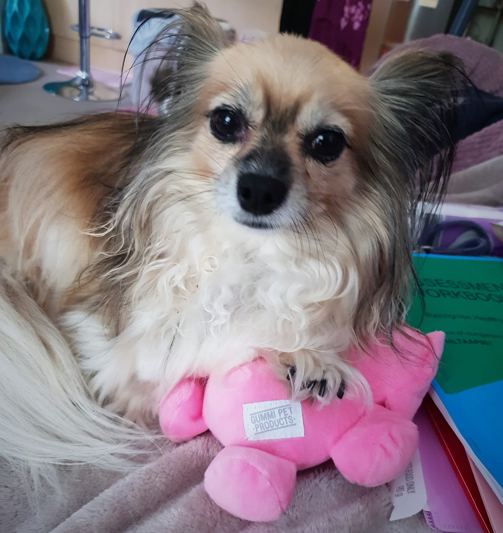 Hosting a cute puppy from Sydney