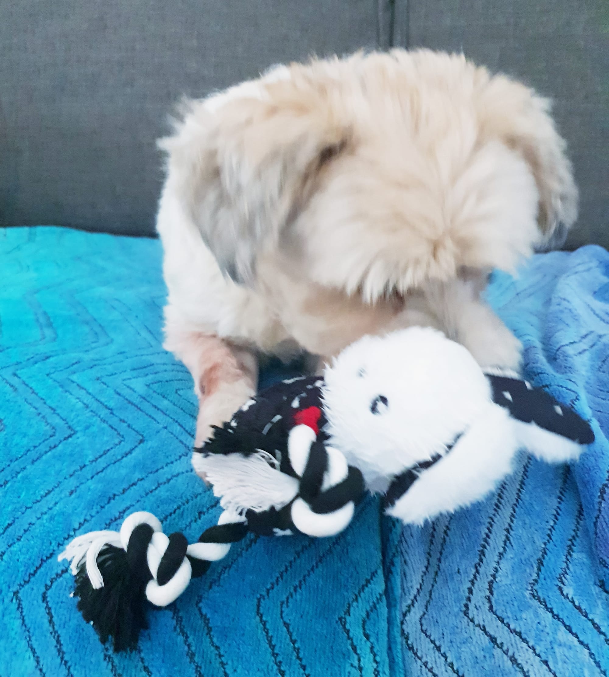 Visiting Harry, after his operation & comforting him with a new toy