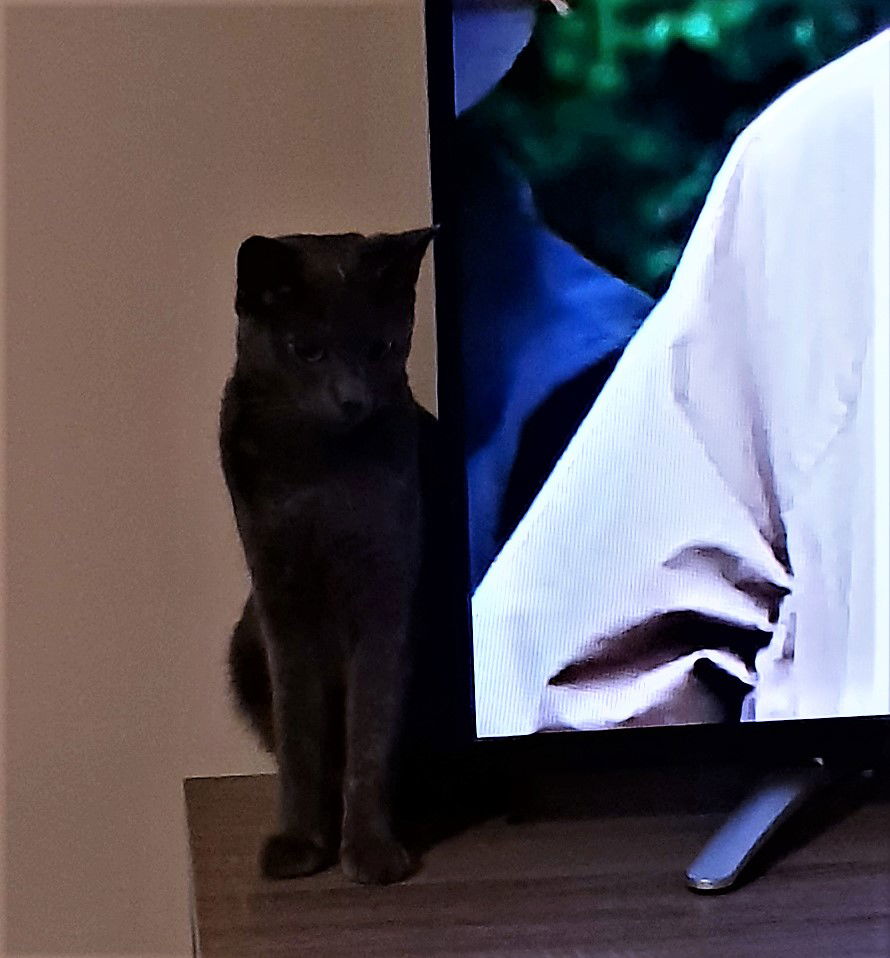 Remembering Esme - RIP