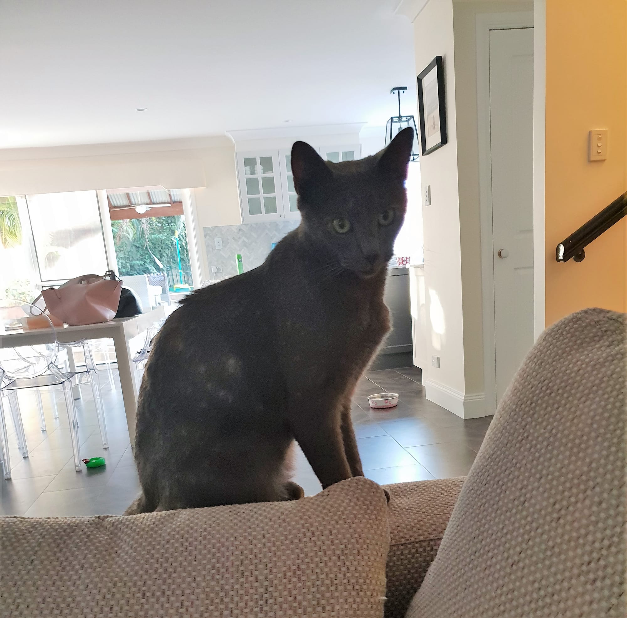 Esme, the little Russian Blue rescue cat - RIP