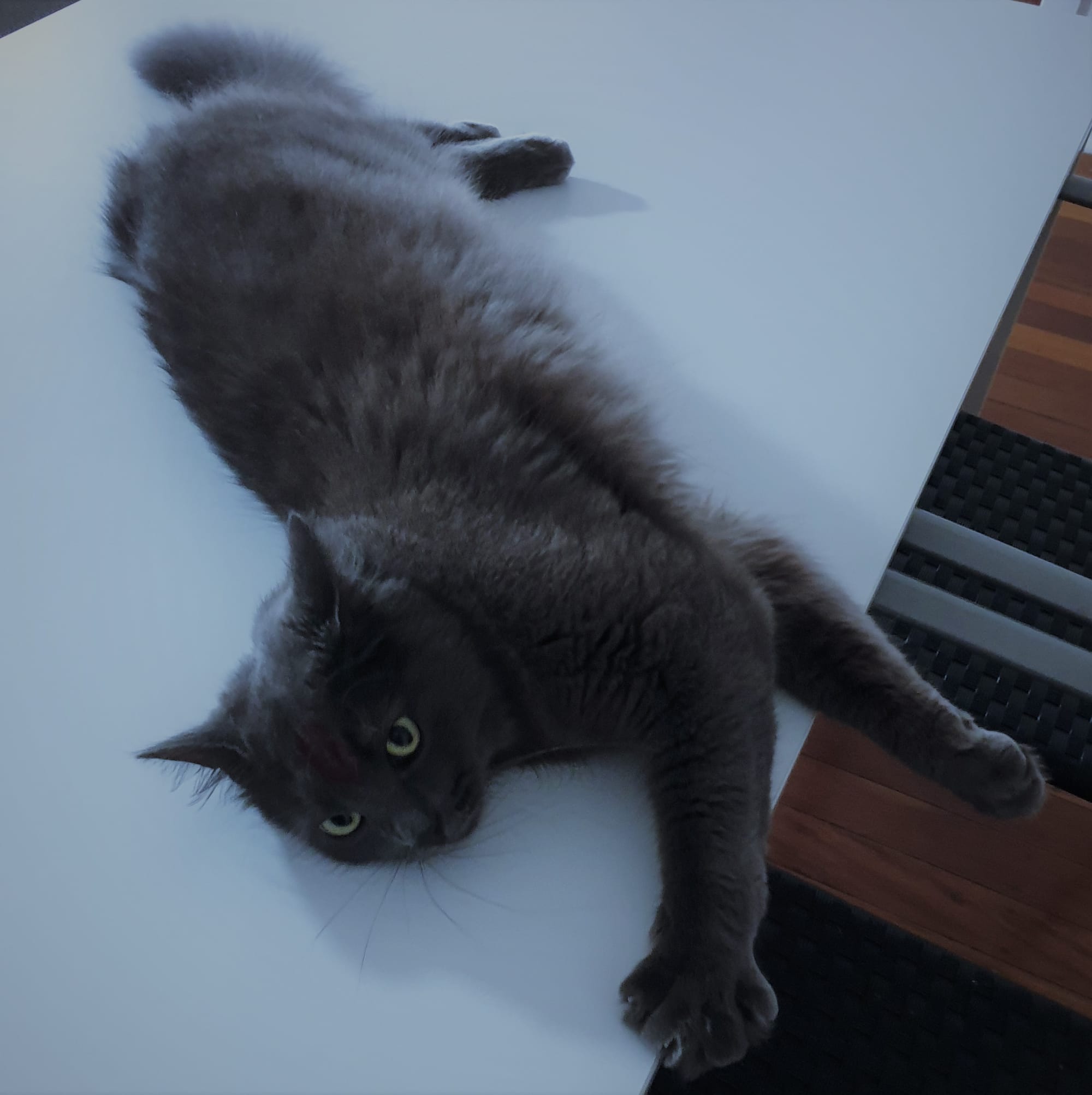 I just love relaxing on a clean dinner table, says Loki