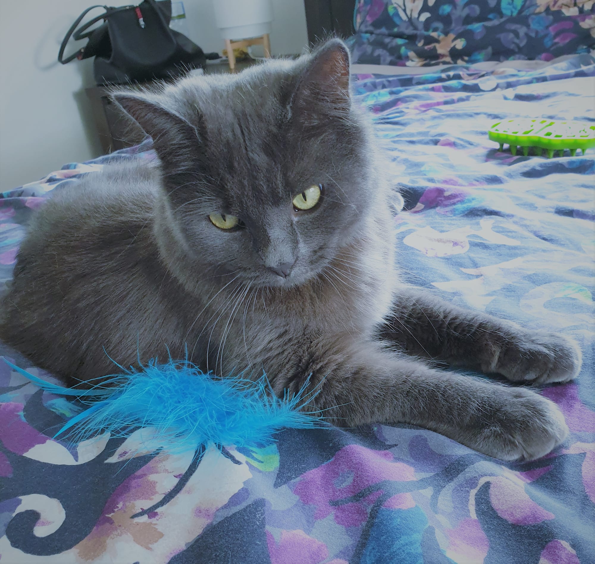 How cute am I? asking Loki a rethorical question
