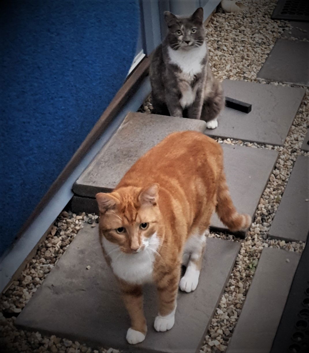 Rusty & Coco