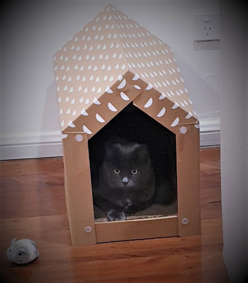 Loki in scratching house