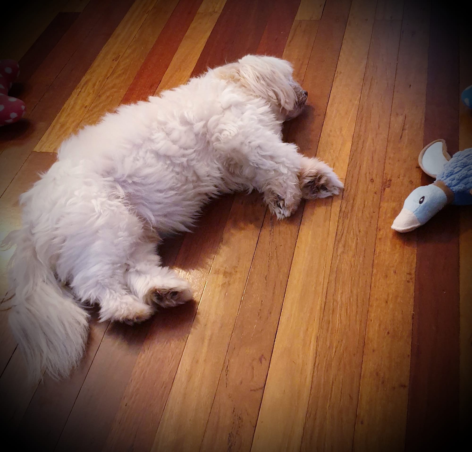 Boofy is having a rest