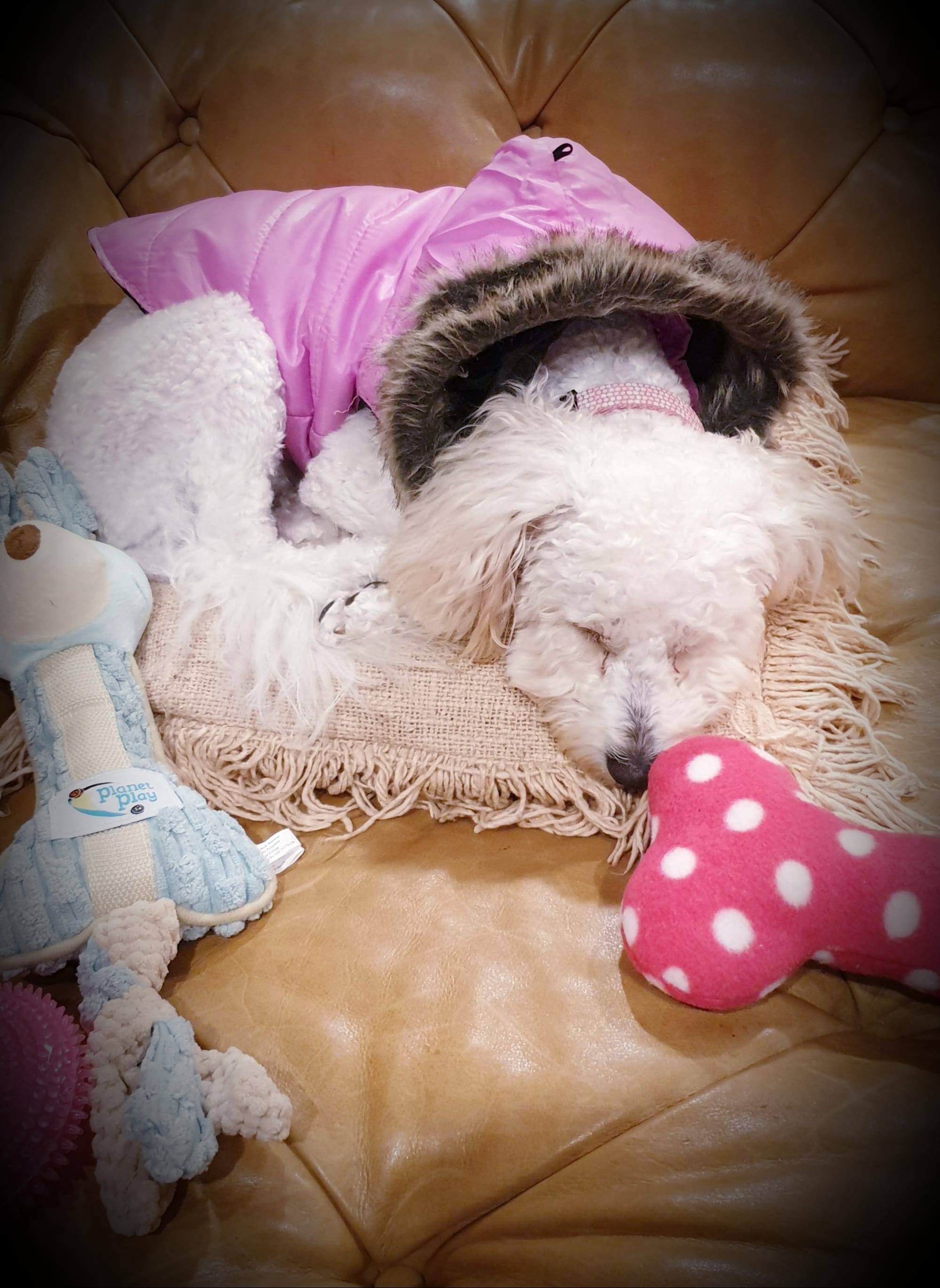 Teddy is having a cat nap