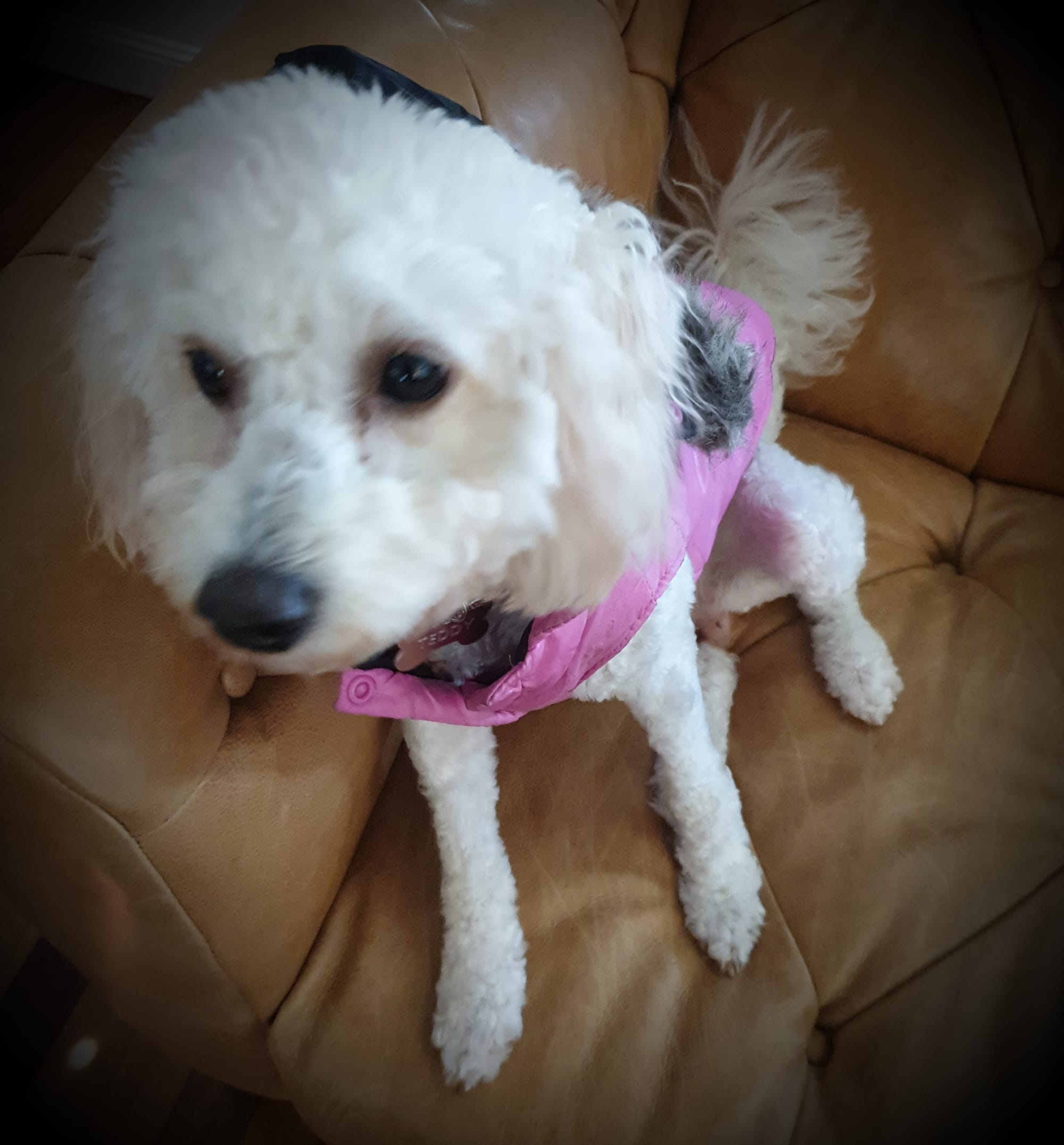 Teddy is ready to play