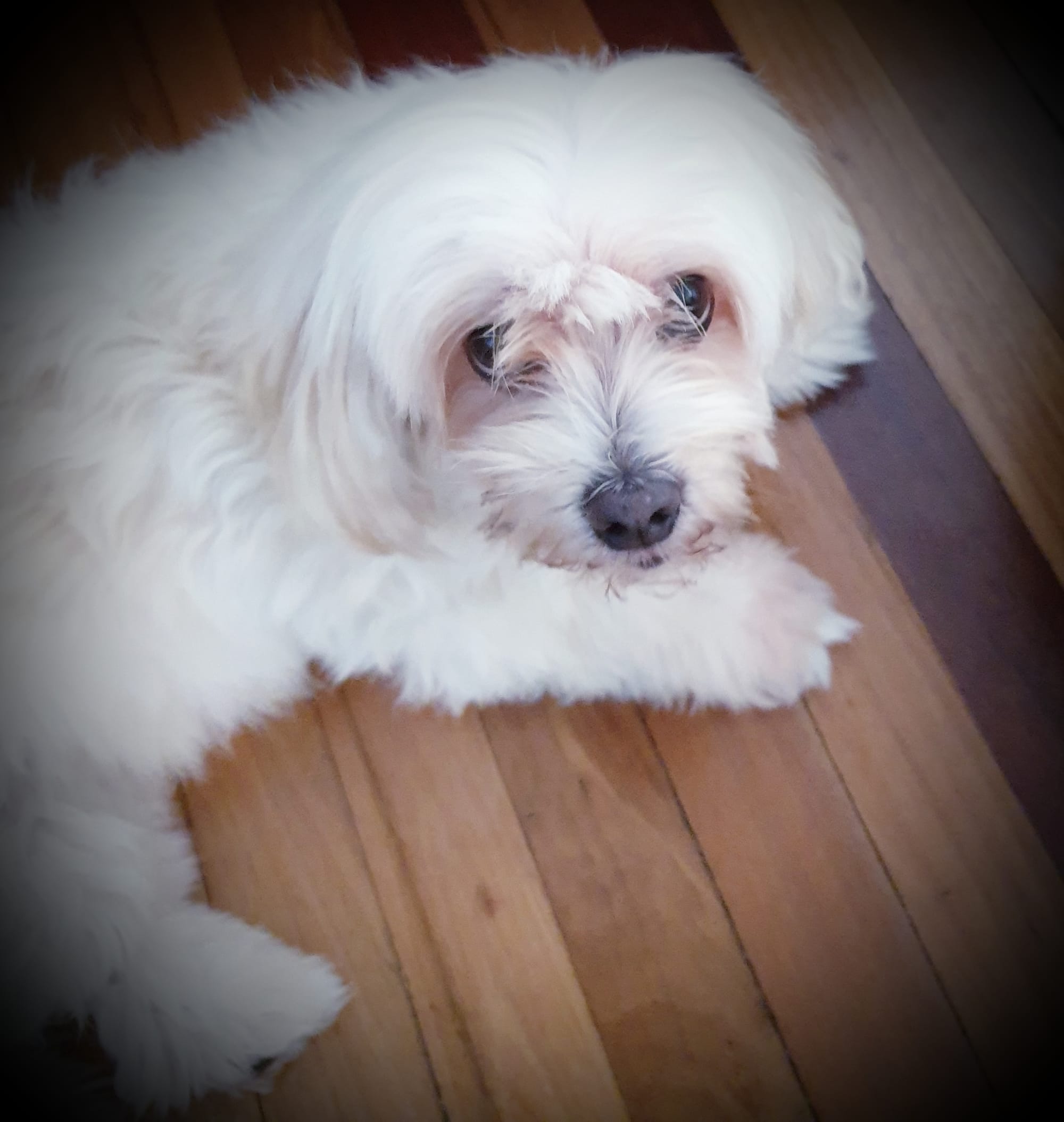 Boofy is more relaxed