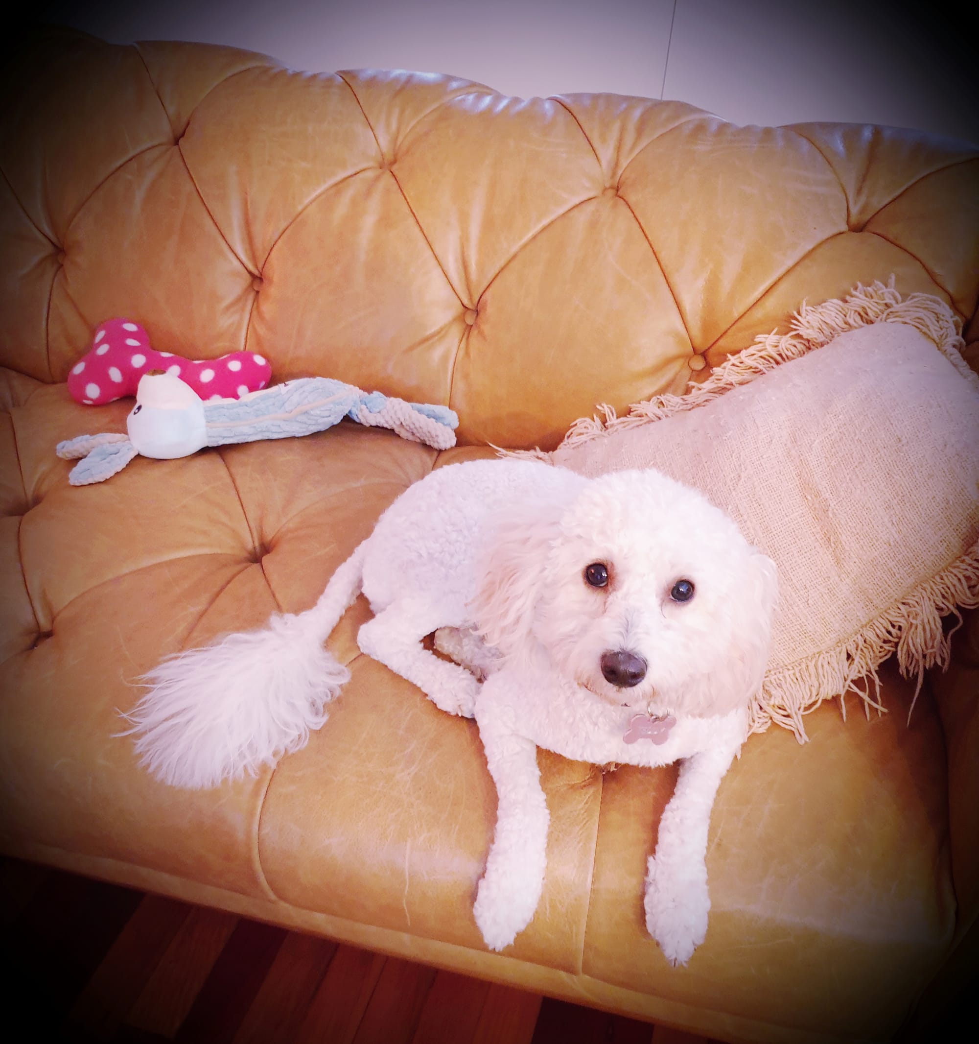 Am innocent, says Teddy