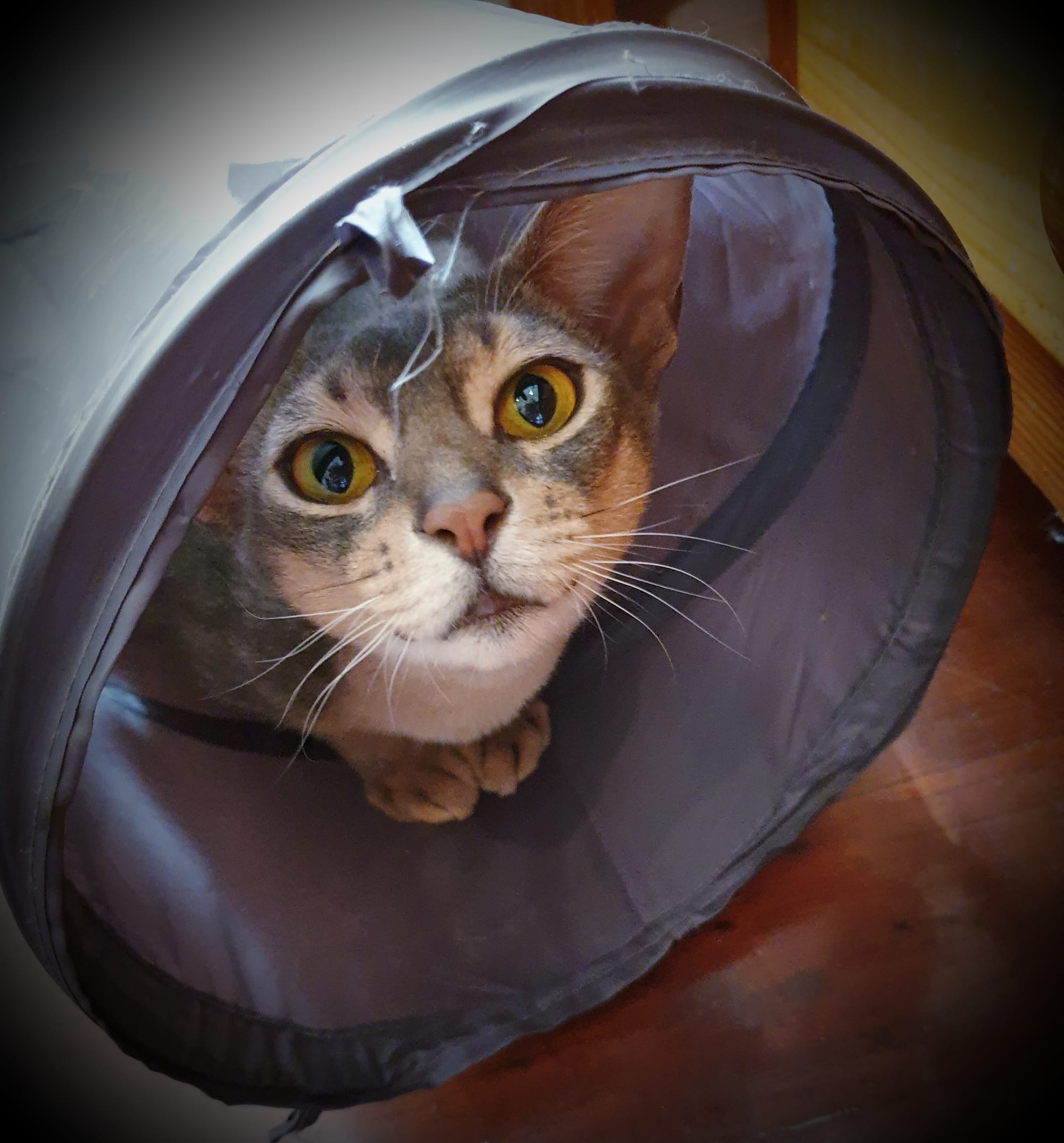 I love my cat tunnel, says Benny