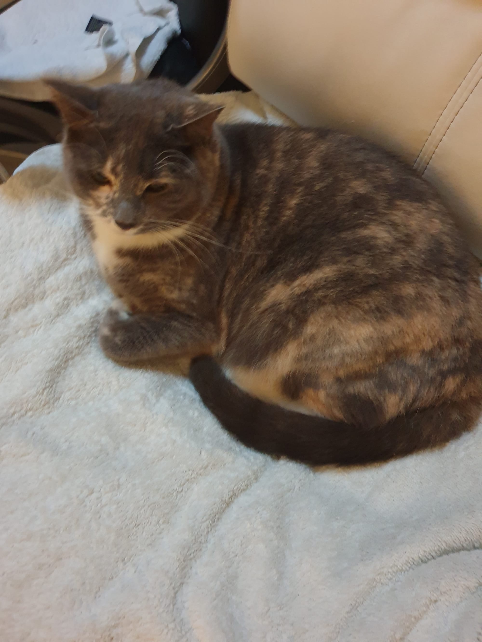 Coco is curled up in the master's chair